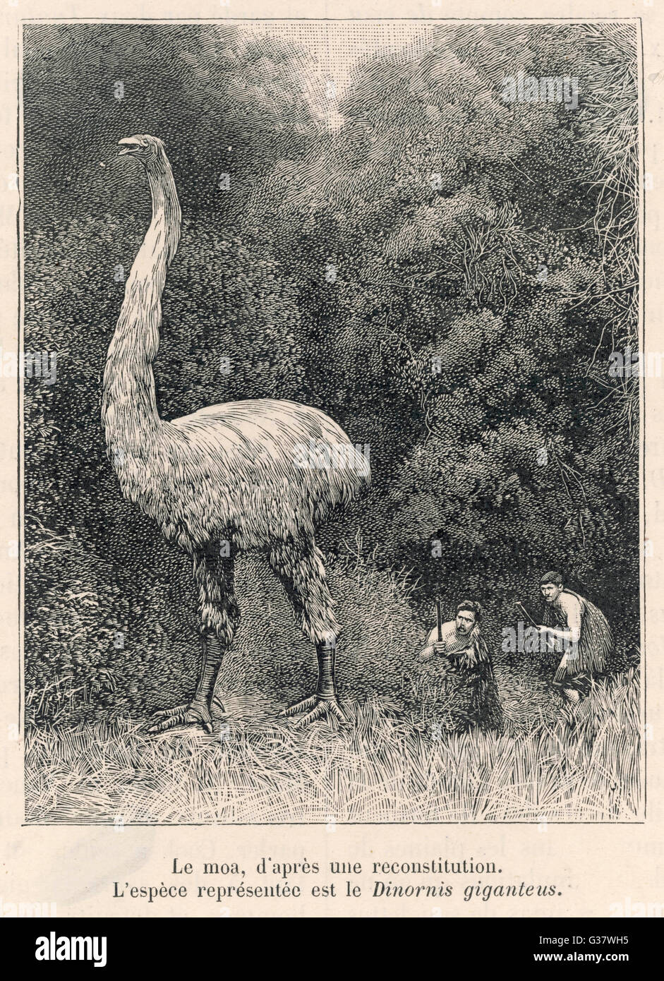 Extinct - Dinornis - Moa Stock Photo