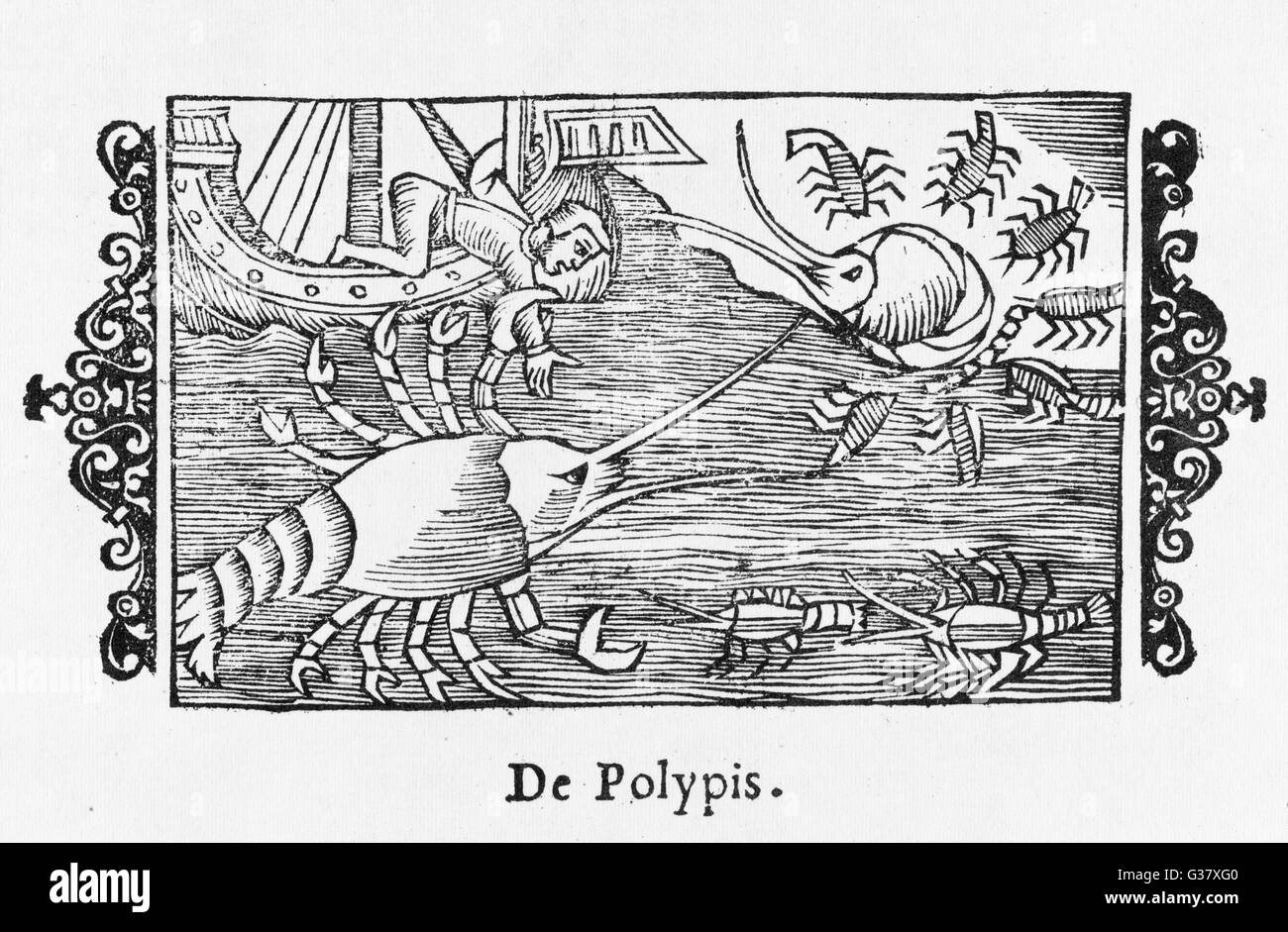 A giant polyp - is it meant to  be a squid ? - grabs a sailor  by his arm off the deck of his  ship       Date: 1555 Stock Photo