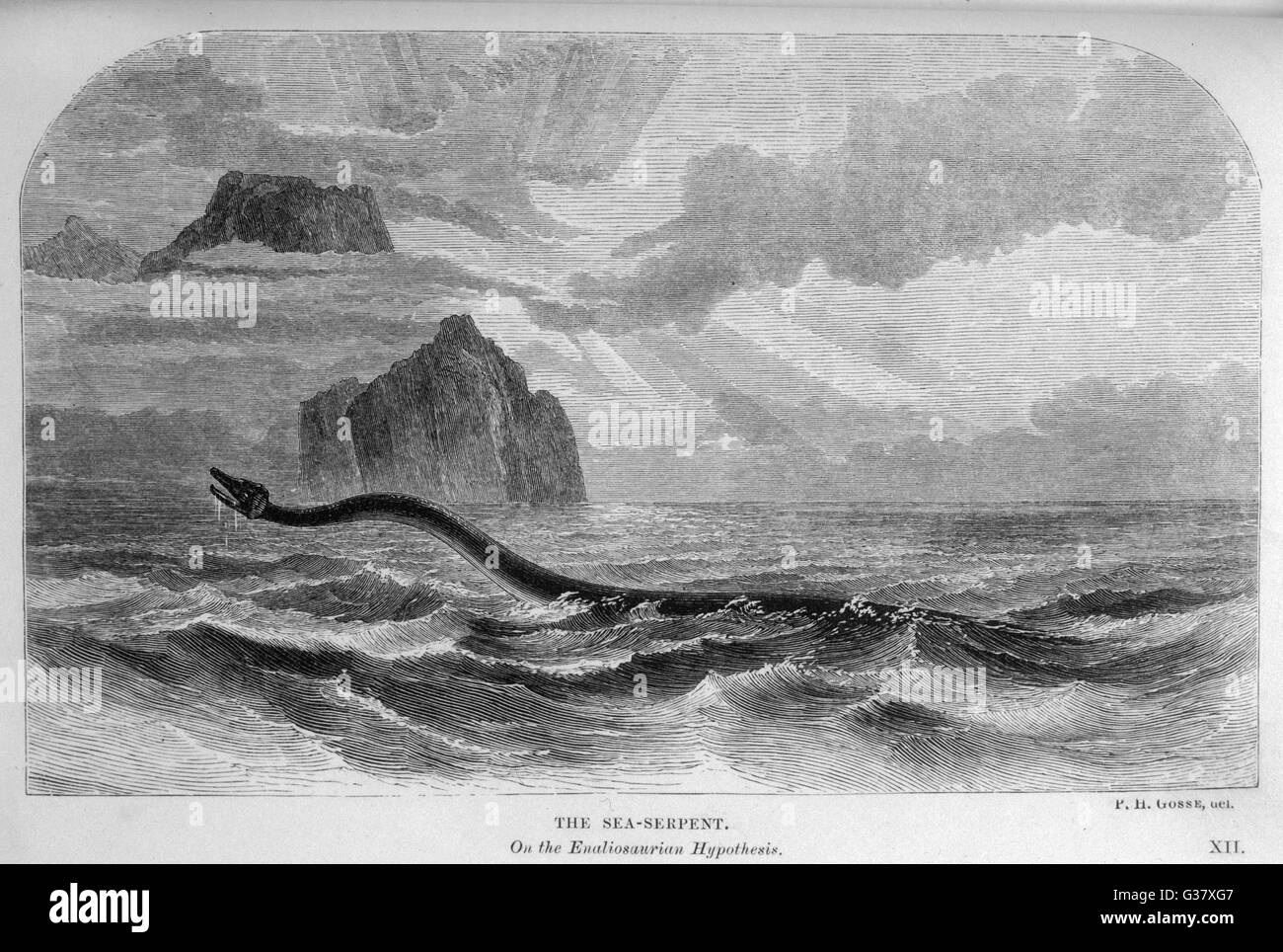 Naturalist Philip Henry Gosse  suggests that the reports of  'sea serpents' could relate to  an Enaliosaur, a supposedly  extinct sea creature      Date: 1861 Stock Photo