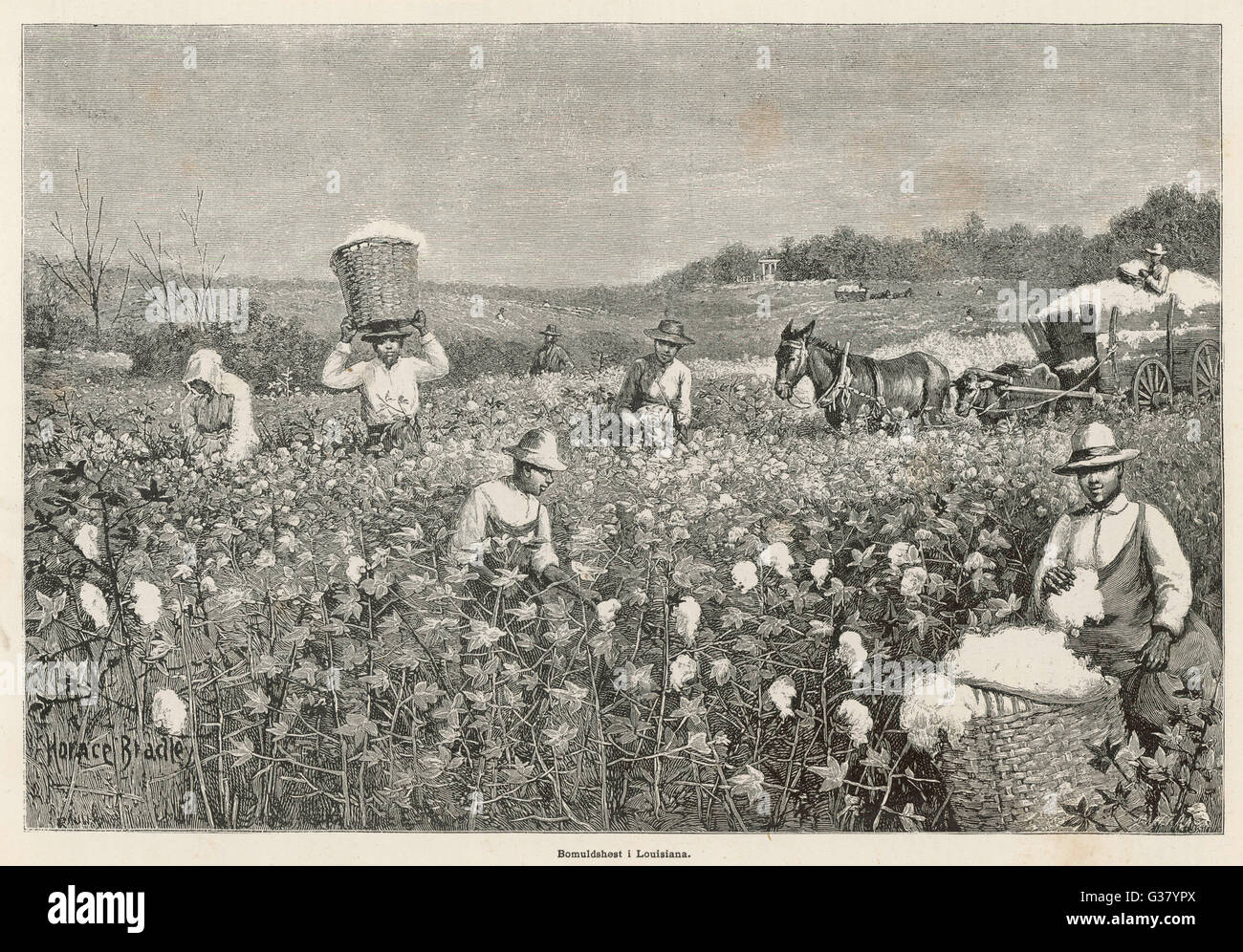 Picking cotton in Louisiana Date 1887 Stock Photo Alamy
