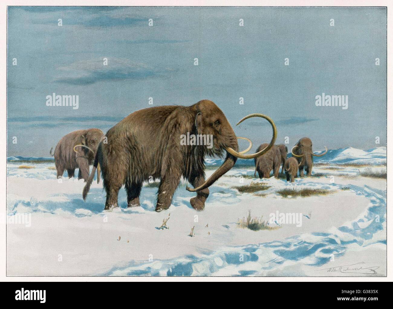 A mammoth herd during  the Ice Age Stock Photo