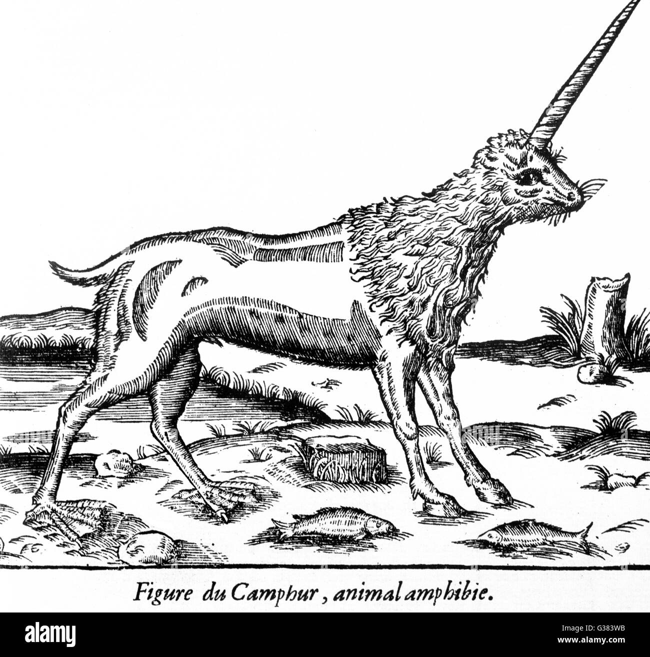 Folklore Unicorns Stock Photo Alamy