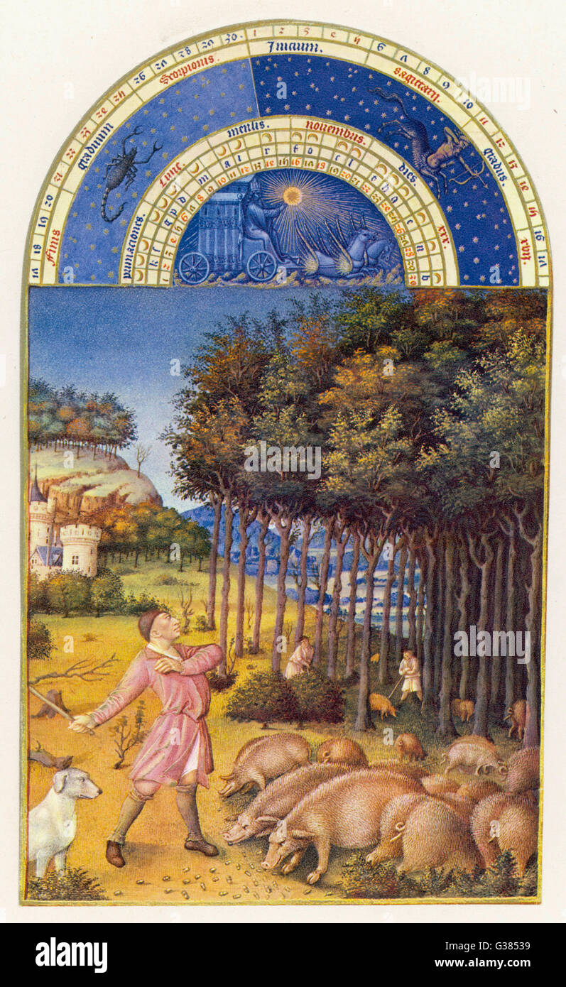 NOVEMBER A swineherd throws his stick  among the oak branches to  bring down the acorns to feed  his animals      Date: 1409 - 1487 Stock Photo
