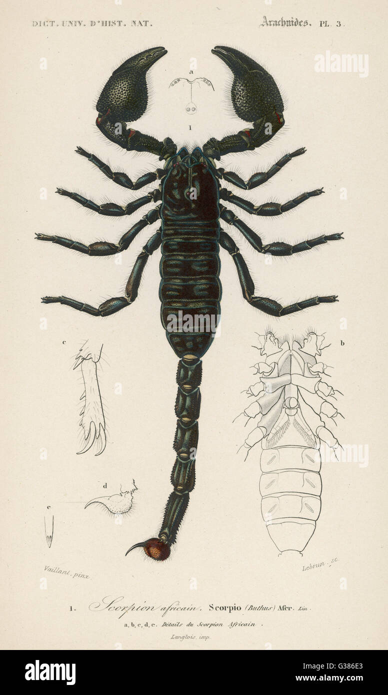 An African scorpion and  various details         Date: circa 1850 Stock Photo
