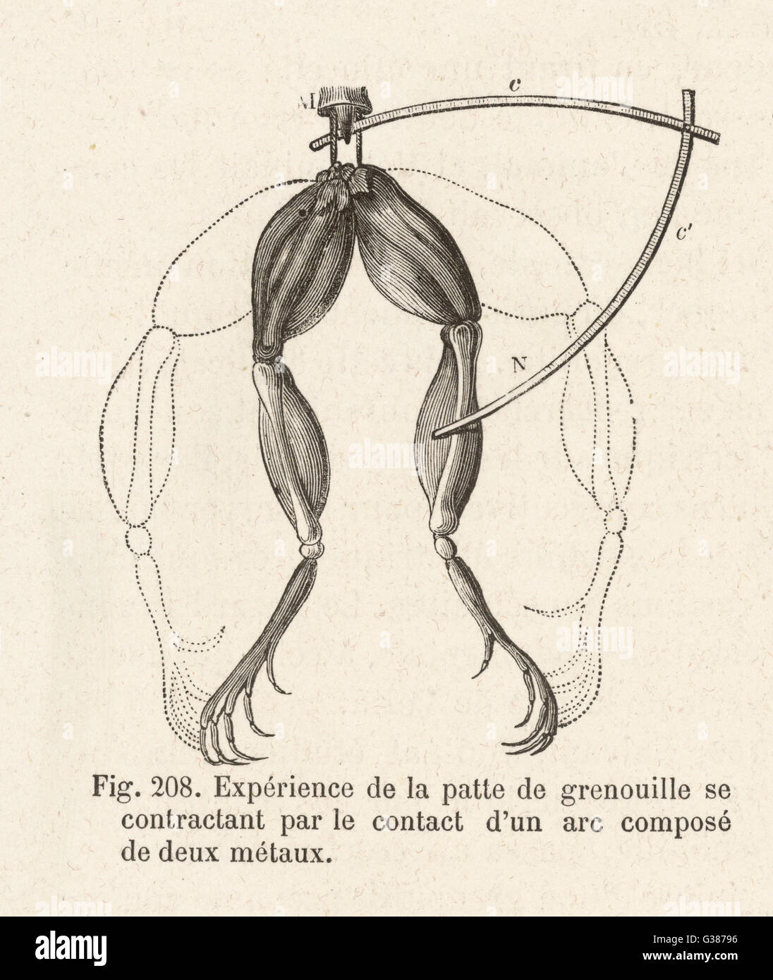 Experiment devised by Luigi  Galvani, showing movement of  Frog legs due to electrical  current.       Date: early 1780s Stock Photo