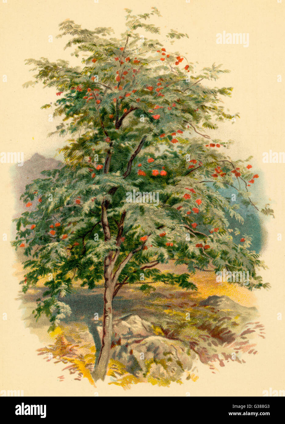 MOUNTAIN ASH TREE Stock Photo Alamy