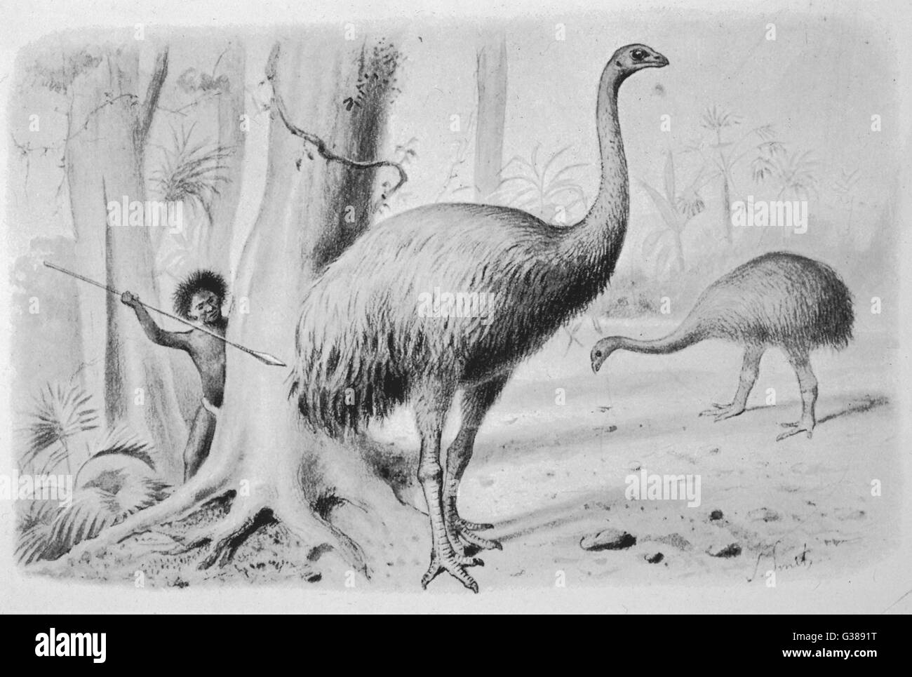 Native new zealander hi res stock photography and images Alamy Native new zealander hi res stock photography and images Alamy