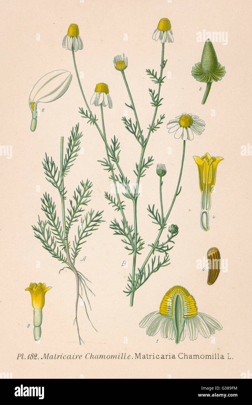 This genus has been revised  since this plate was drawn,  and it is probably the same as  MATRICARA RECUTITA, or  CHAMOMILE      Date: late 19th century Stock Photo