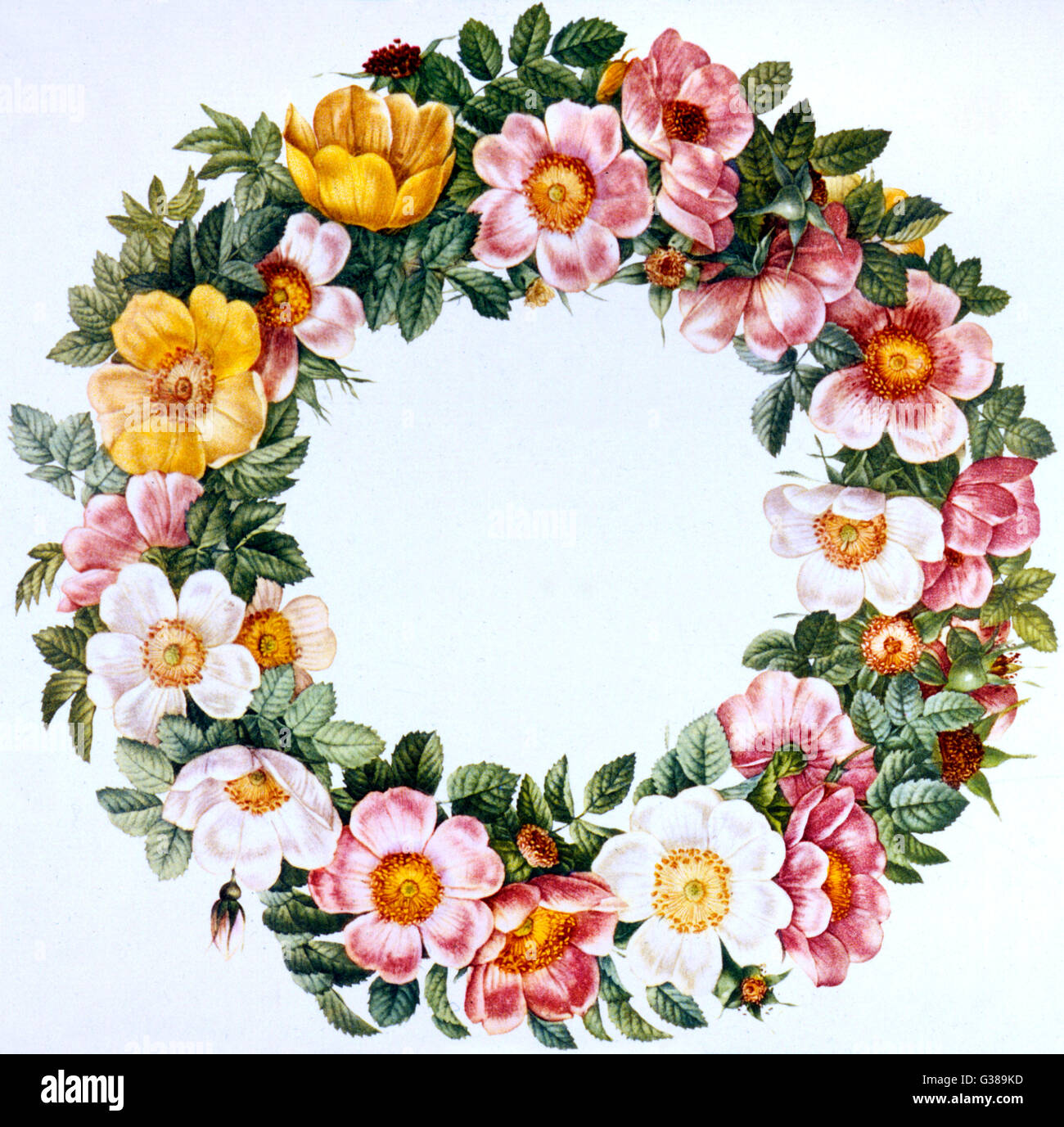 Ring Of Roses High Resolution Stock Photography And Images Alamy Ring Of Roses High Resolution Stock Photography And Images Alamy