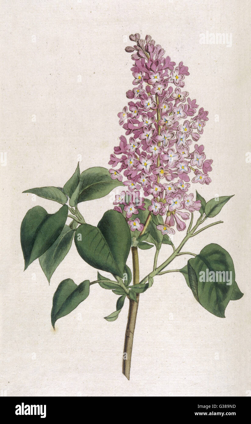 COMMON LILAC         Date: 1792 Stock Photo