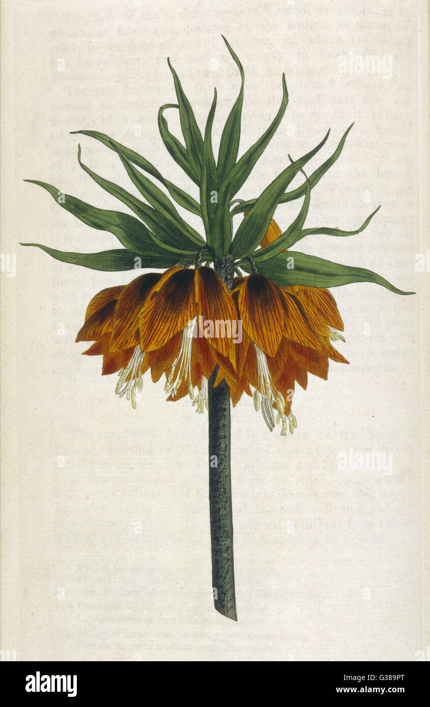 CROWN IMPERIAL         Date: 1792 Stock Photo