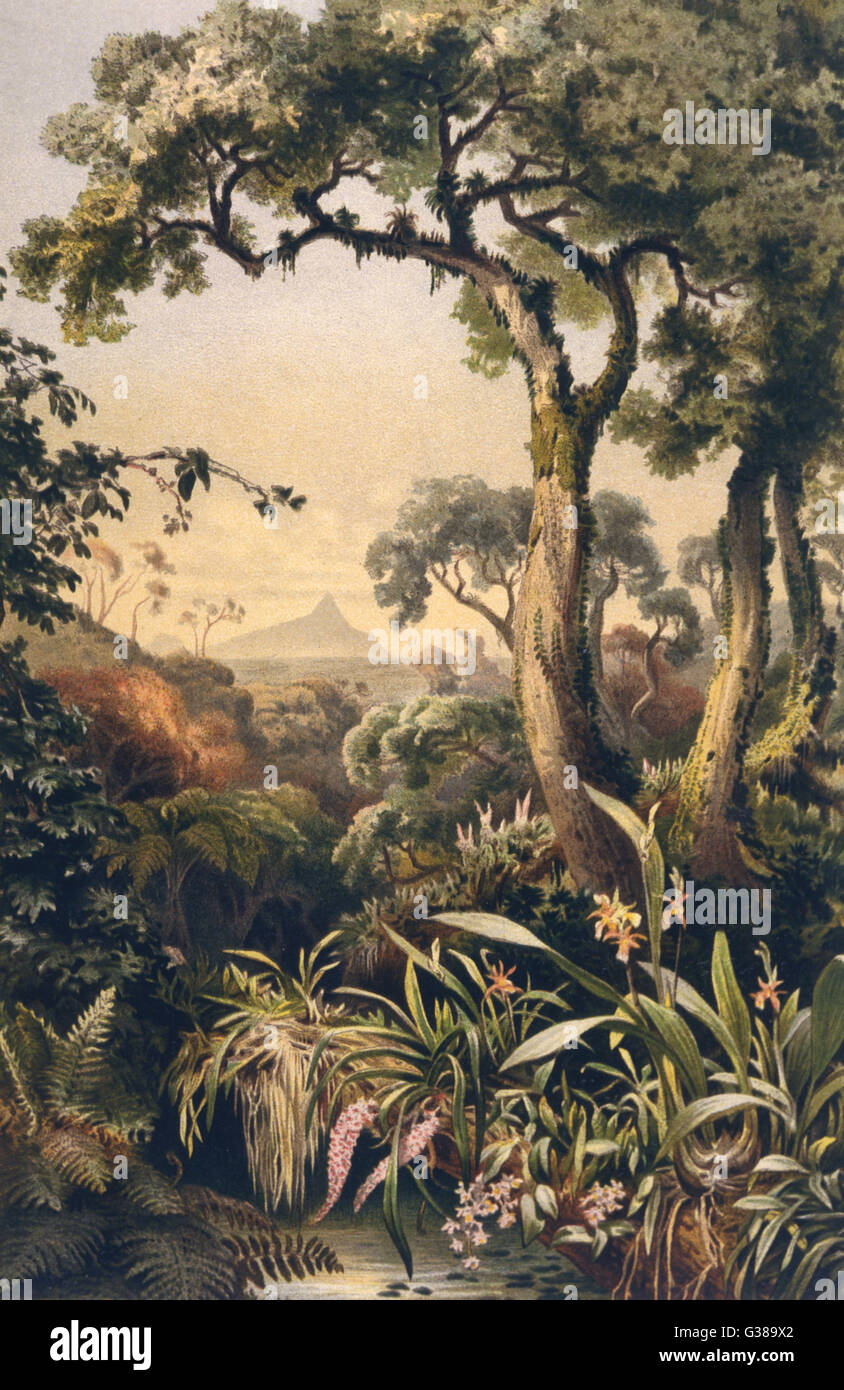Parasitic plants in the Sri  Lanka jungle        Date: 1913 Stock Photo