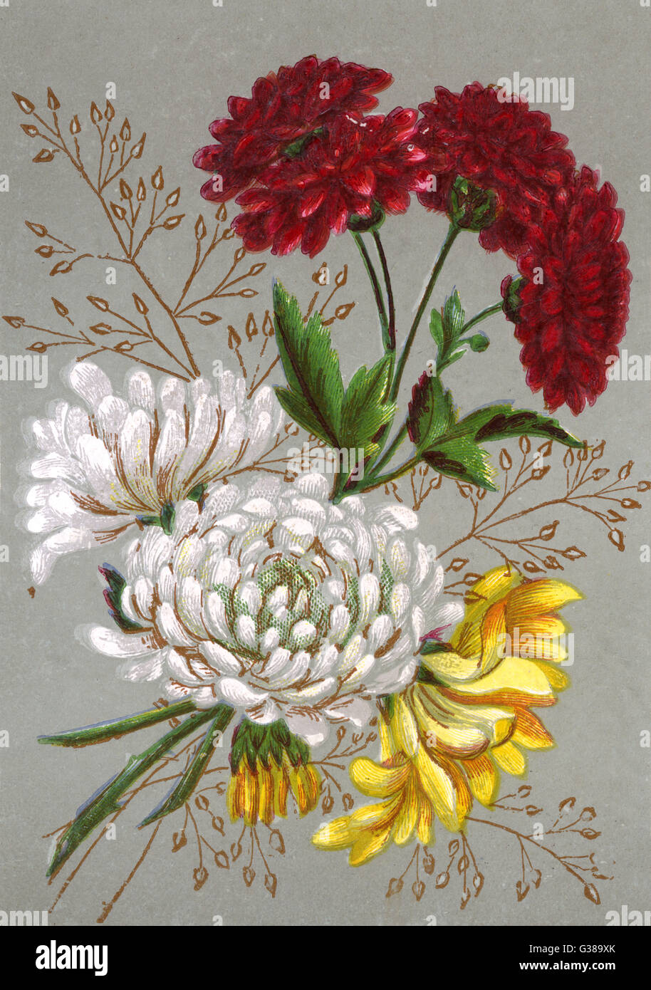 Plants chrysanthemums hi-res stock photography and images - Alamy