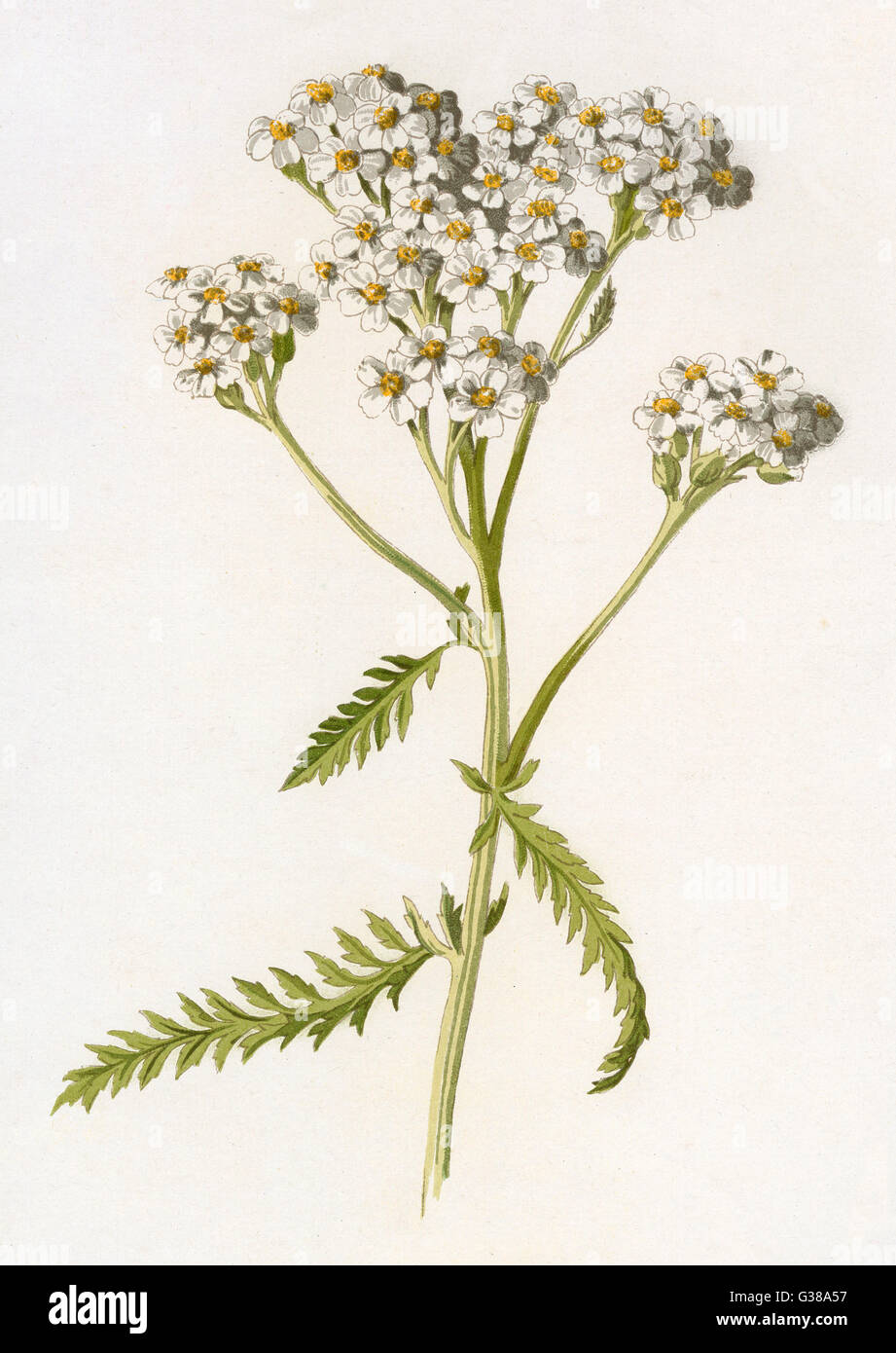 Achillea millefolium Ботаническая иллюстрация