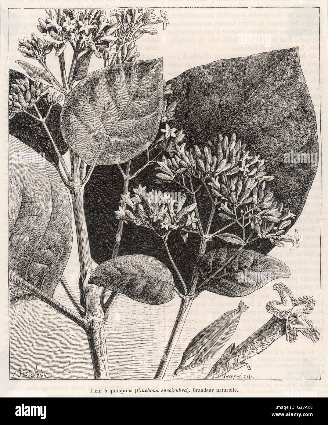 Flower and leaves of the  QUININE plant        Date: 1877 Stock Photo