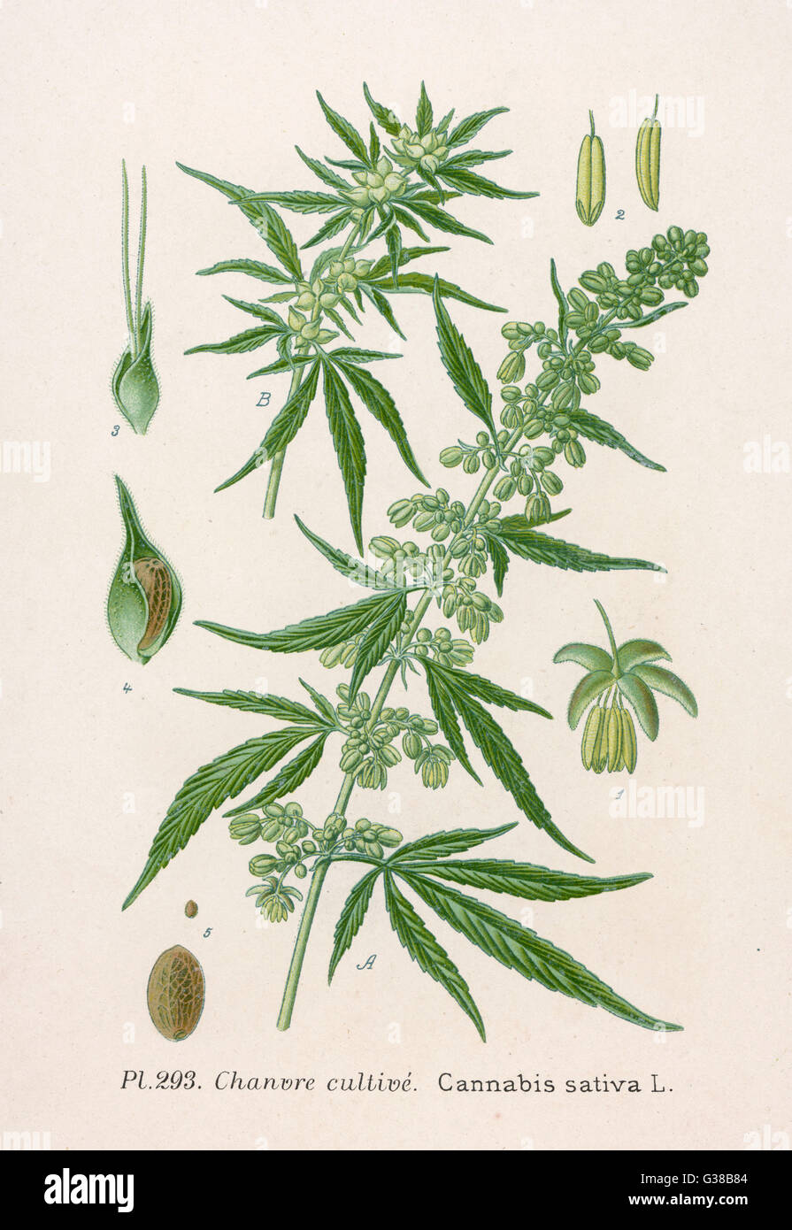 CANNABIS SATIVA also known by several other  names A medicinal plant which has  been prescribed for almost  every ailment     Date: late 19th century Stock Photo