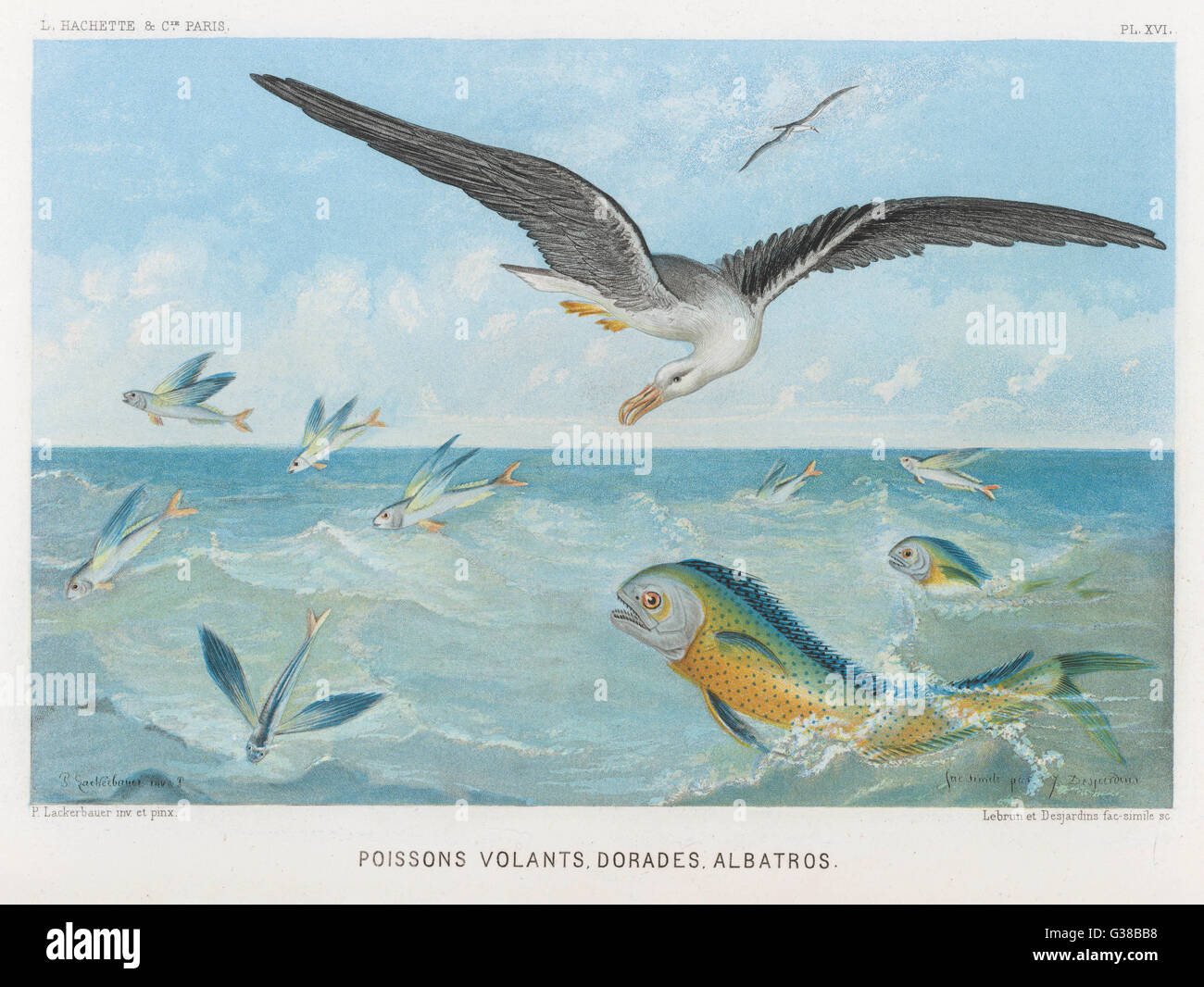 An albatross at sea preying on  flying fish.         Date: 1865 Stock Photo