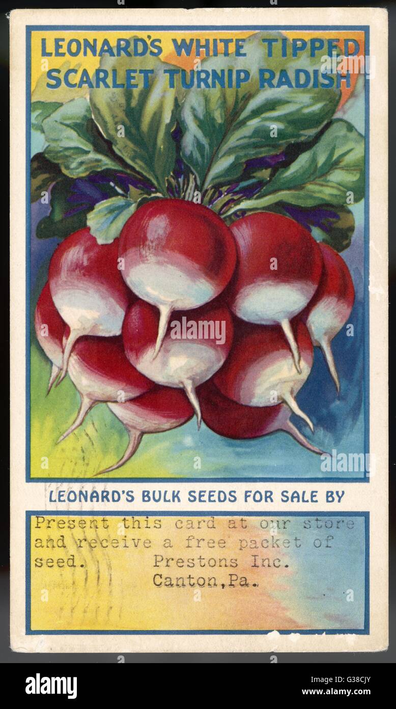 Leonards white tipped scarlet turnip radish hi-res stock photography