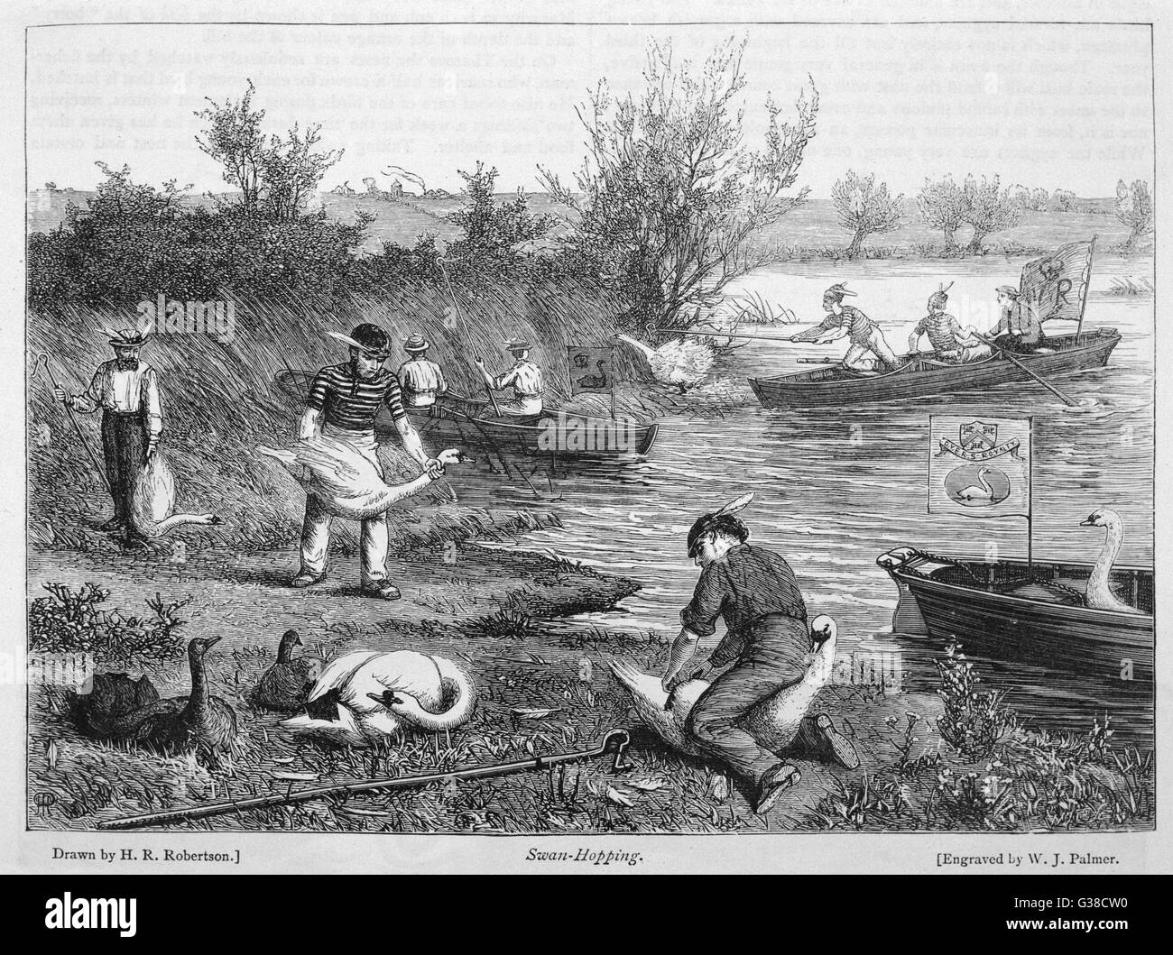 Swan-upping on the Thames  (catching young swans to mark  them)        Date: 1873 Stock Photo