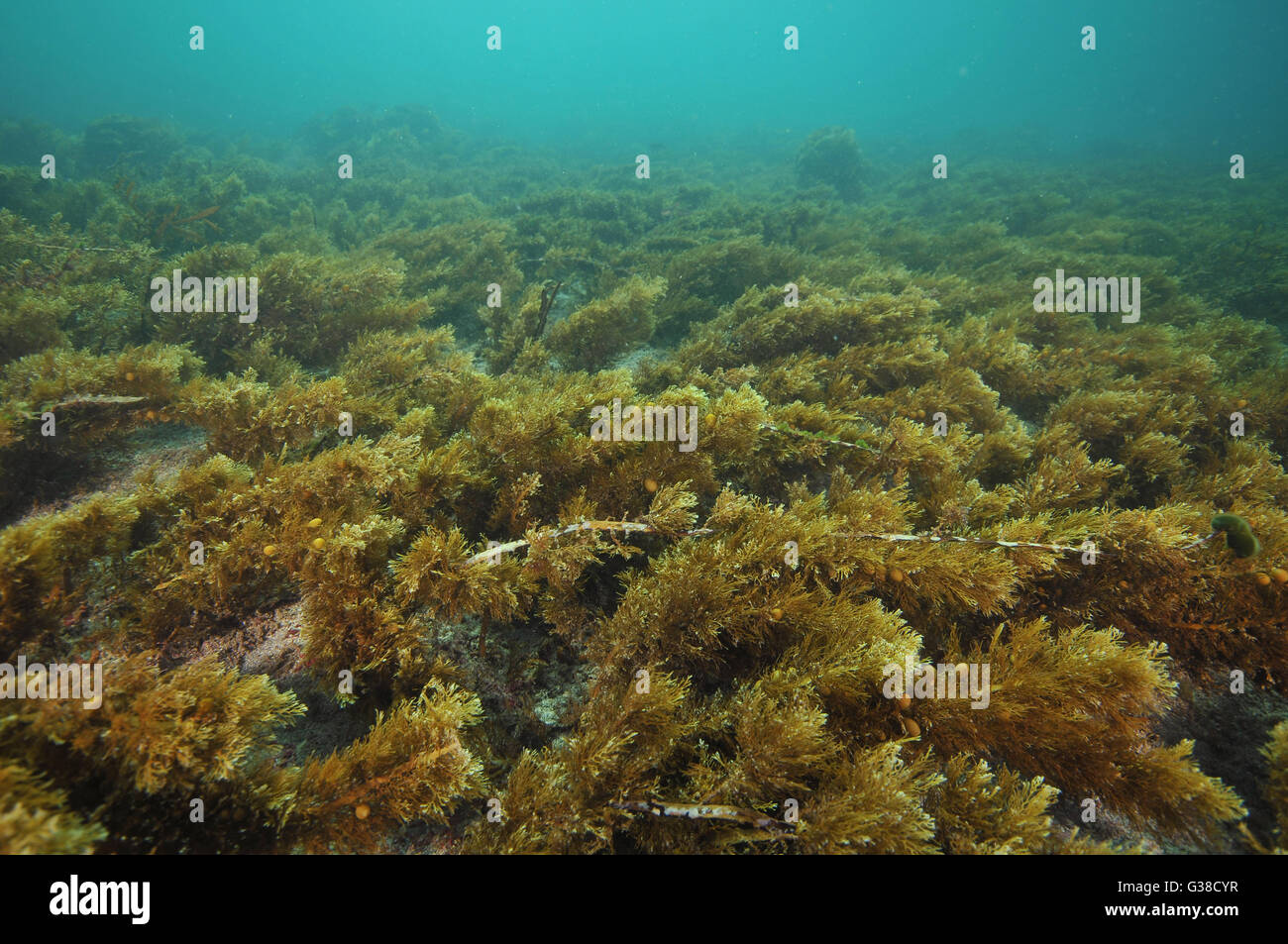 Brown seaweed underwater pasture Stock Photo