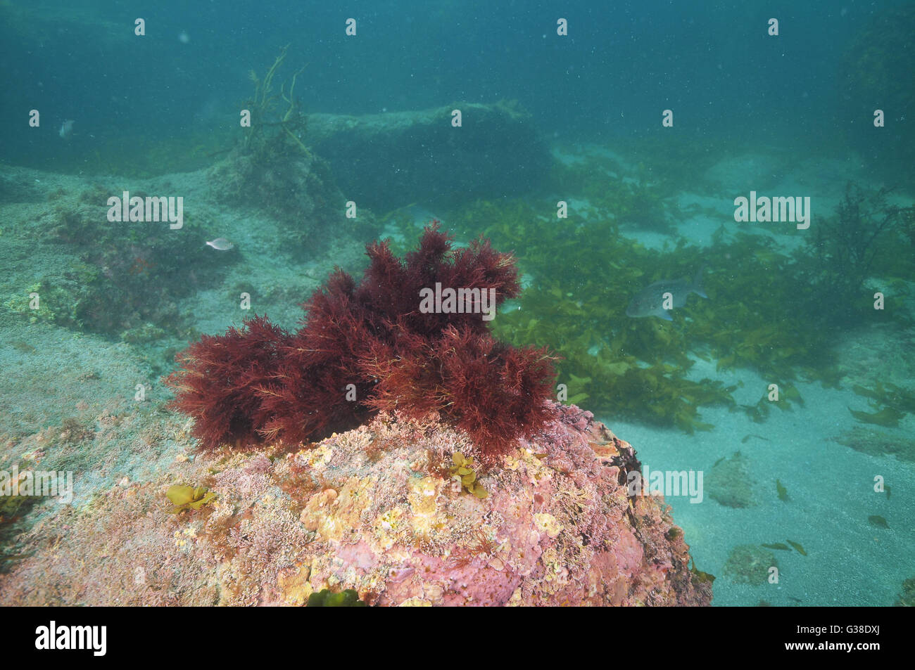 Dark red bush of seaweed growing on rock Stock Photo Alamy