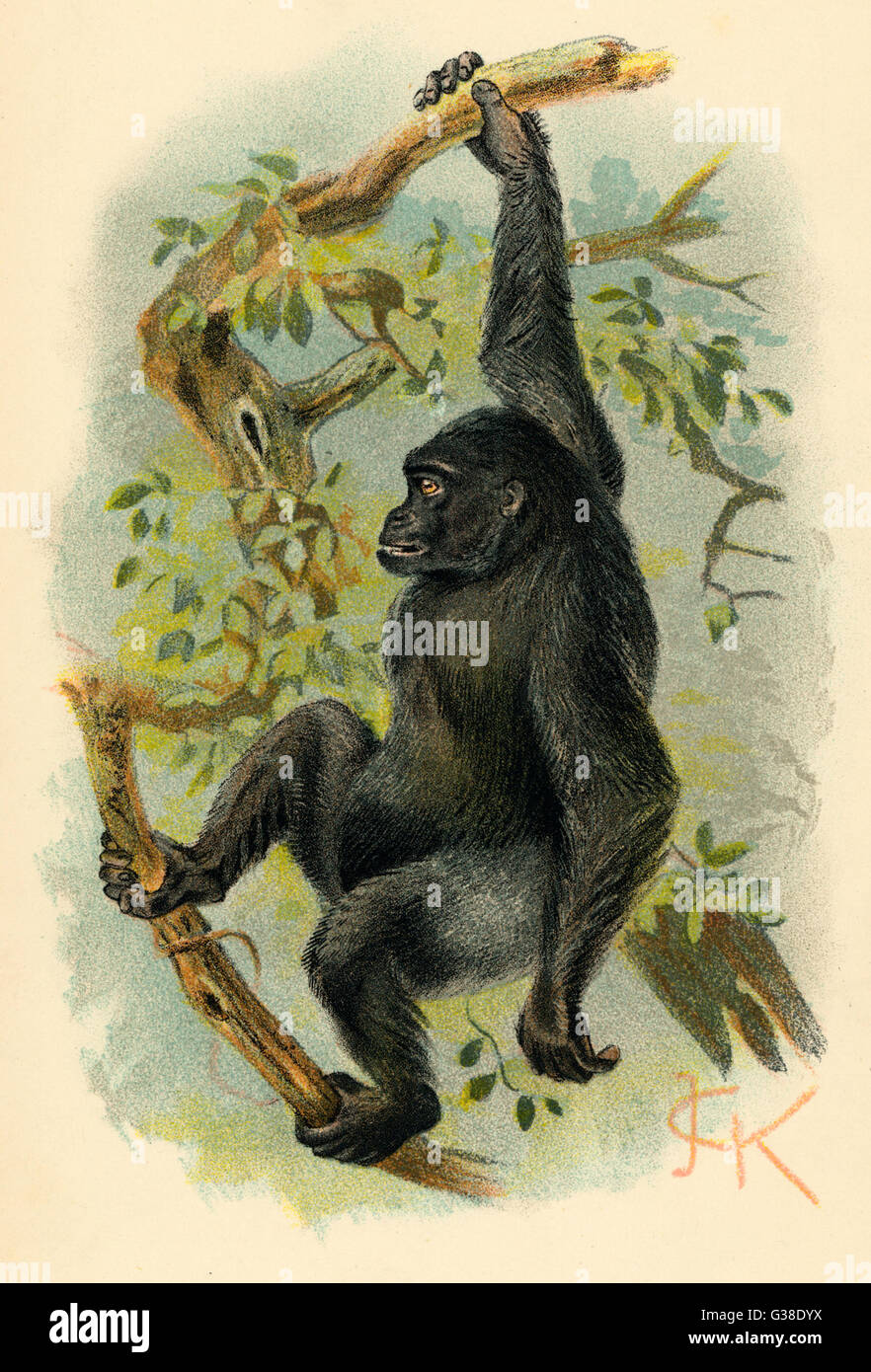 A gorilla hanging in a tree Stock Photo Alamy
