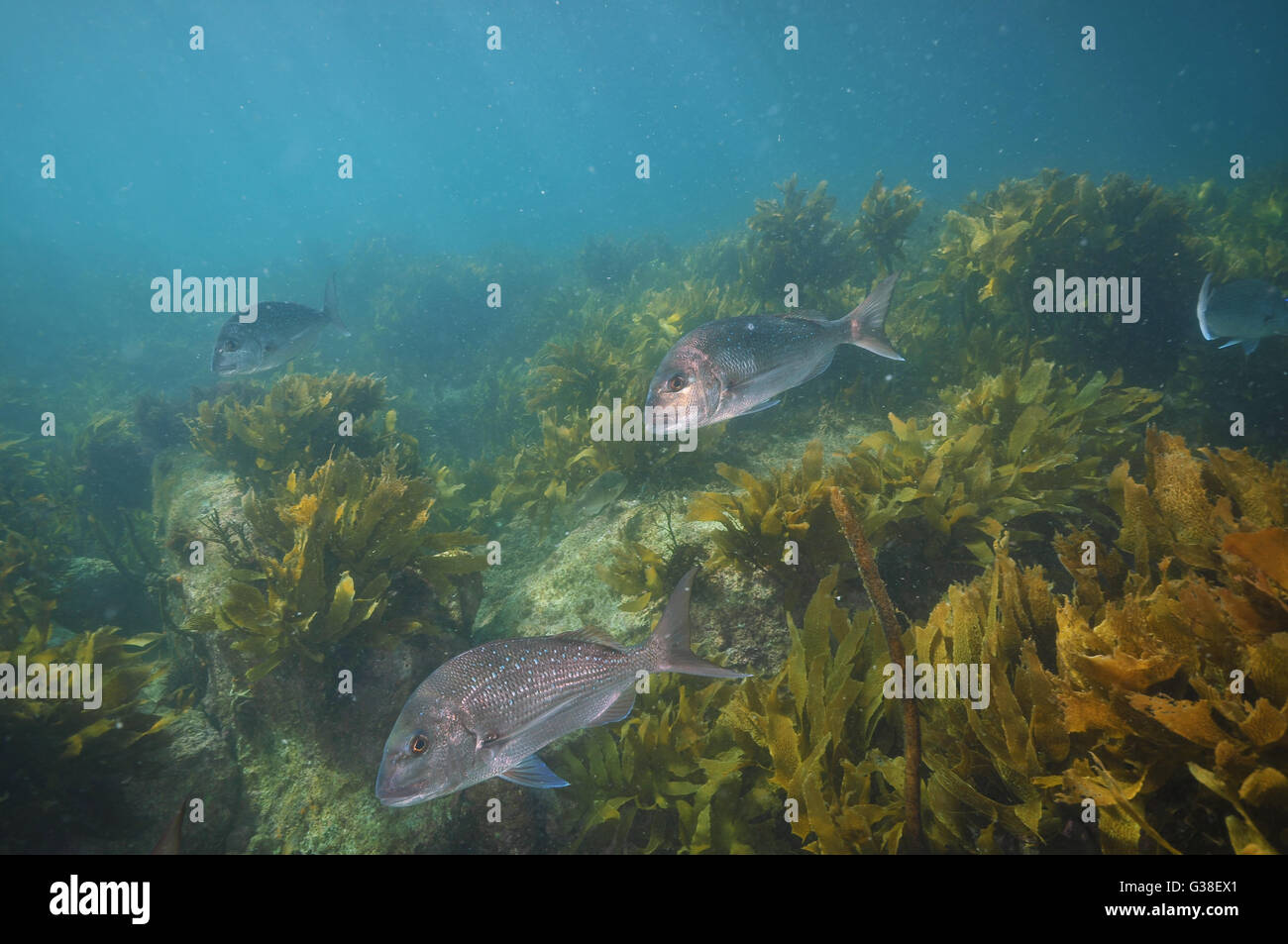 Group of adult australasian snapper Stock Photo