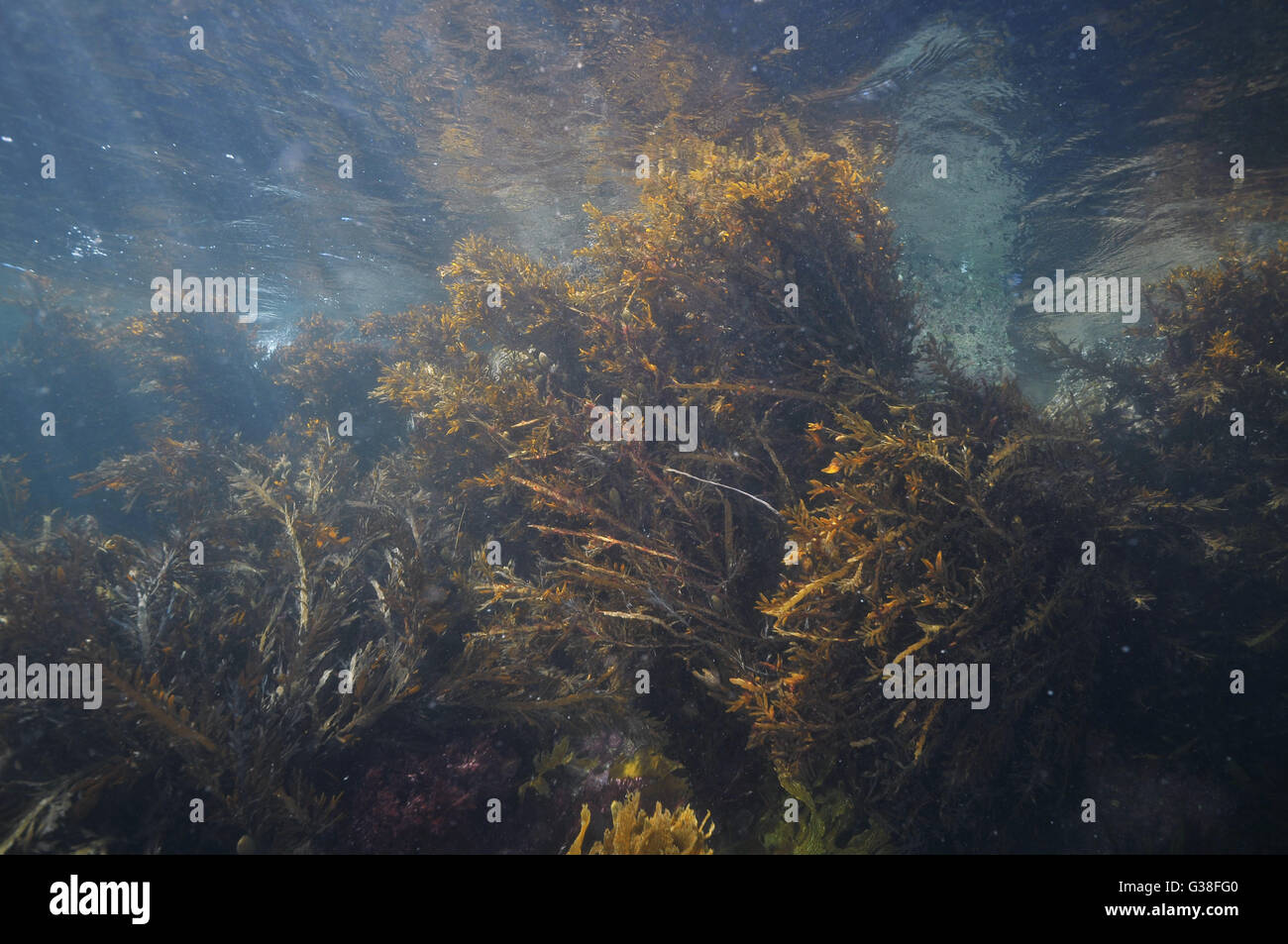 Brown seaweeds under ocean surface Stock Photo