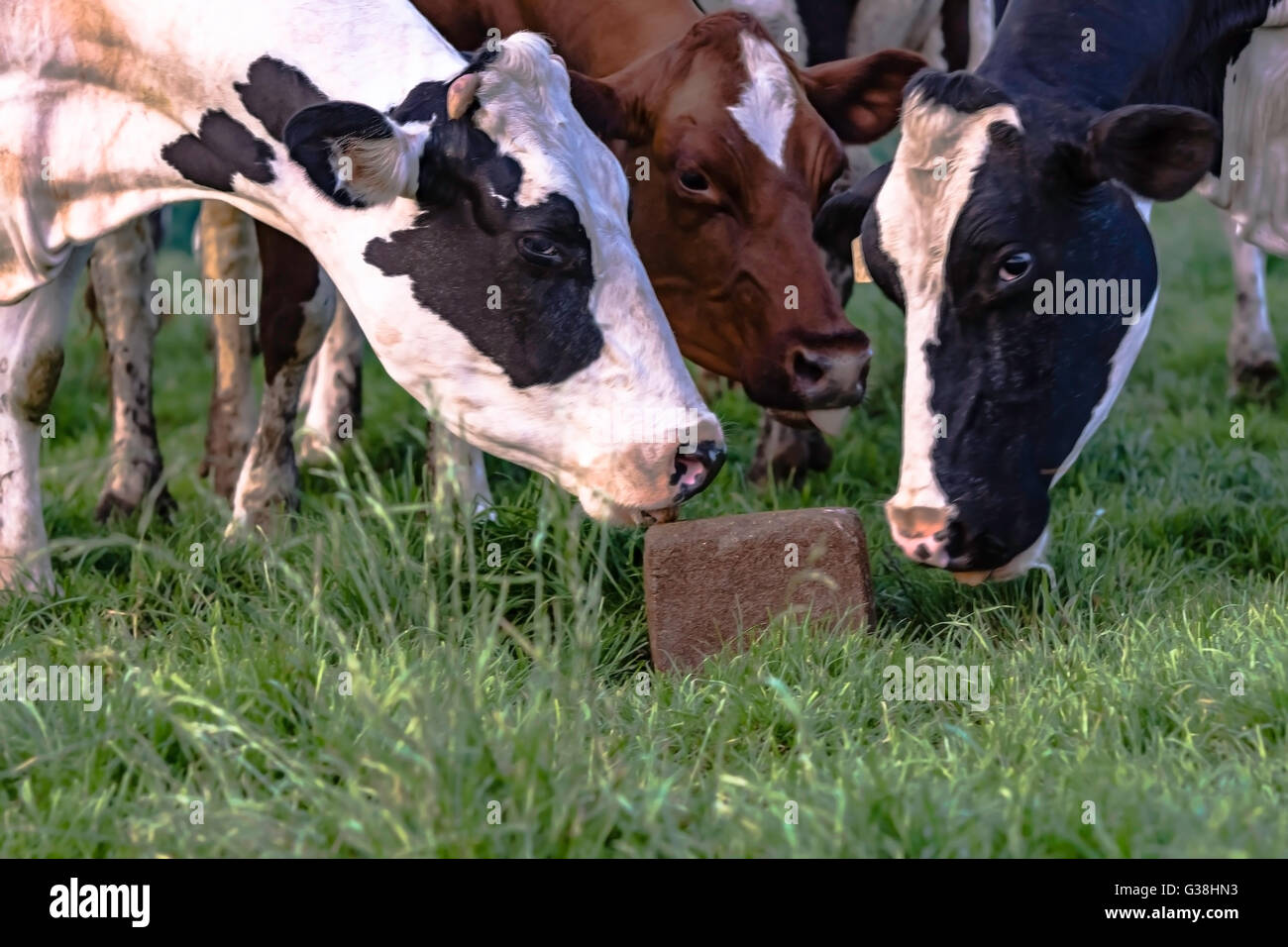 Cow licking block mineral hires stock photography and images Alamy