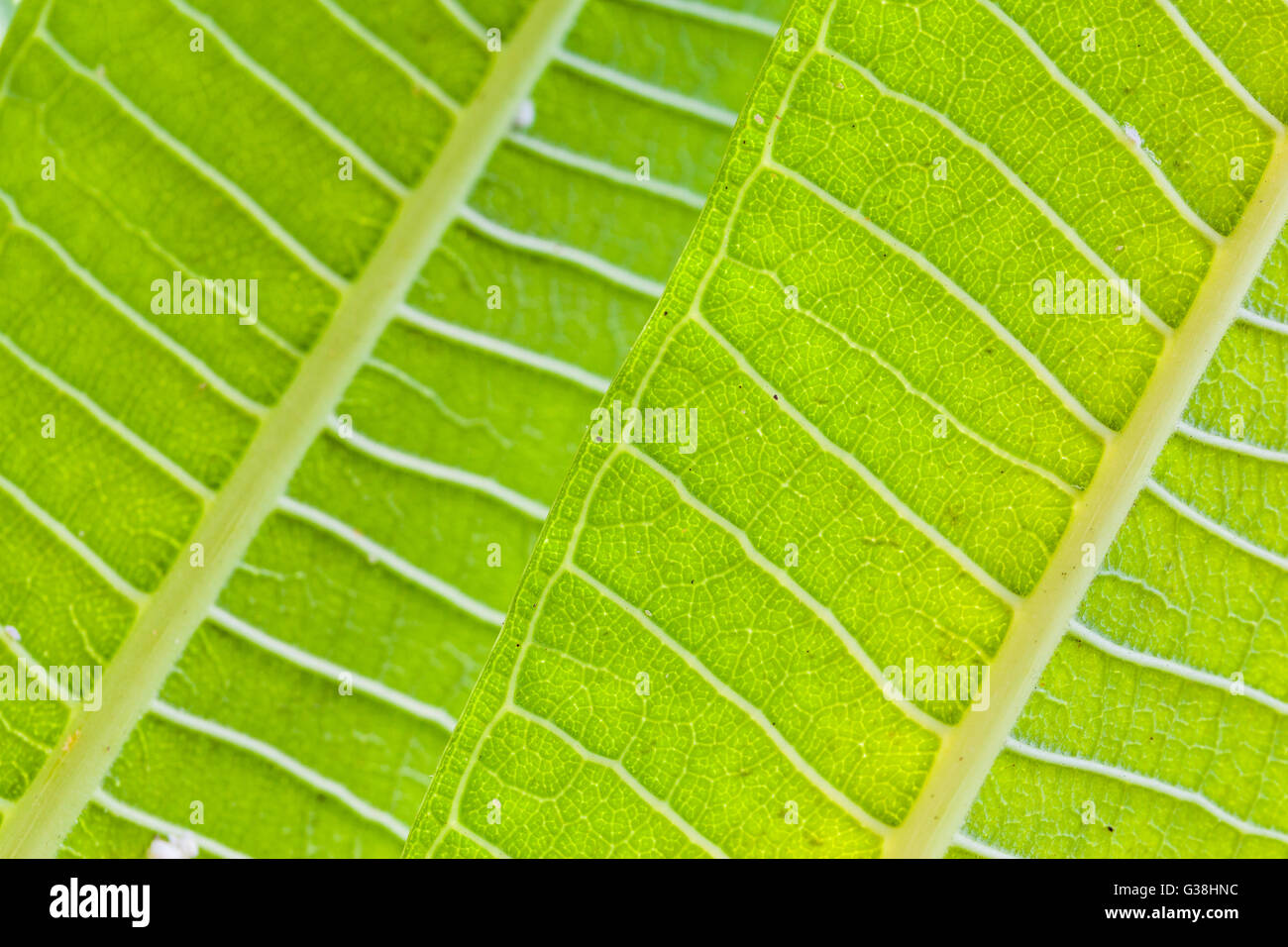 macro shot of a tropical plant vibrant green leaves Stock Photo