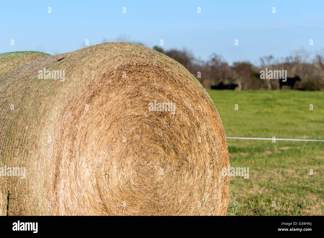 Hay bale cow hires stock photography and images Alamy
