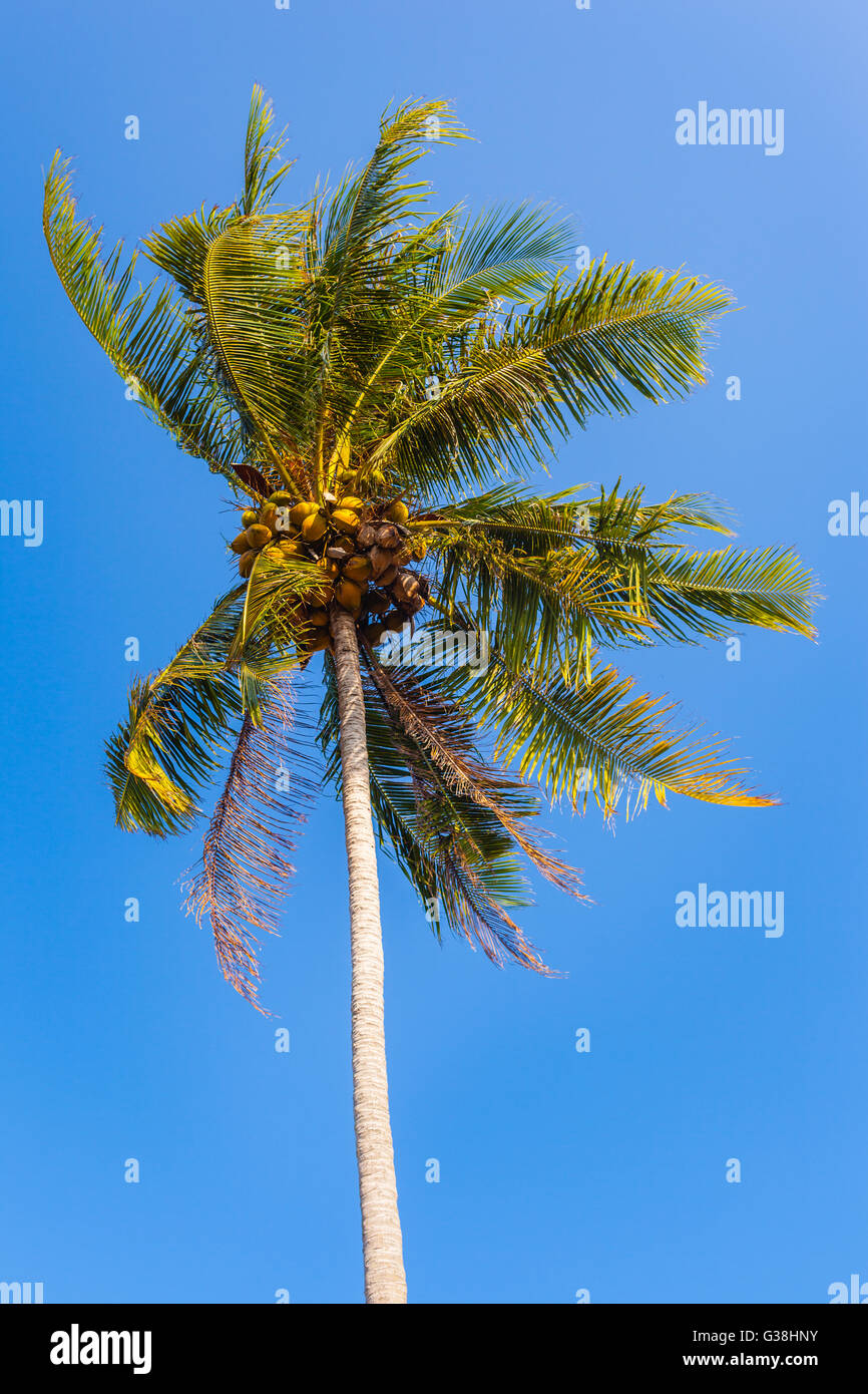 close up shot of a tall palm tree over the blue sky in a tropical island Stock Photo