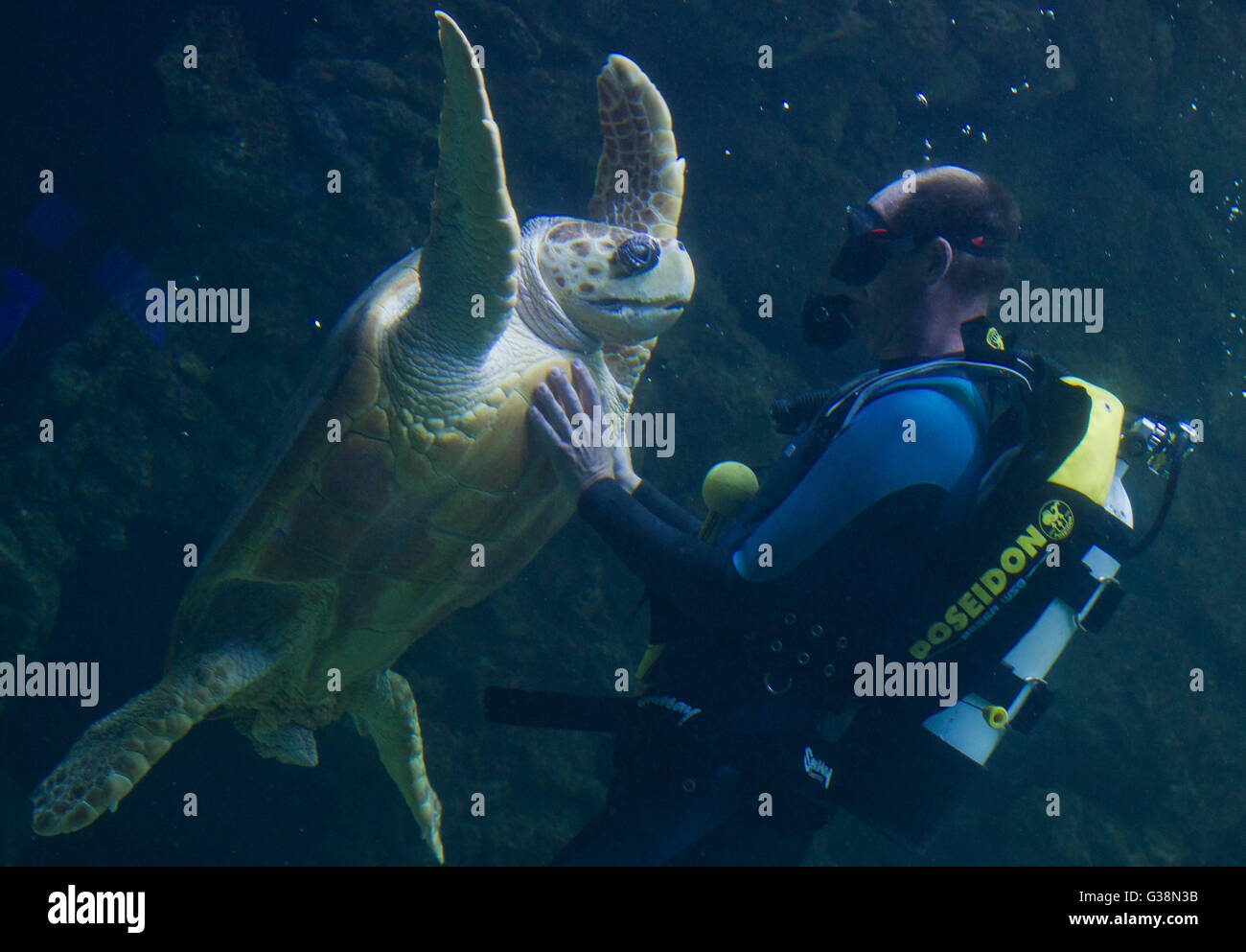 Stralsund, Germany. 09th June, 2016. A diver plays with a loggerhead sea turtle in the German Oceanographic Museum in Stralsund, Germany, 09 June 2016. The 'Aida Freunde der Meere' foundation took over sponsorship for a 33-year-old green sea turtle and christened her with the name Frieda. The sponsorship is attached to an annual contribution of 1000 euros, which will go towards the sea turtle and her keeping. Photo: STEFAN SAUER/dpa/Alamy Live News Stock Photo