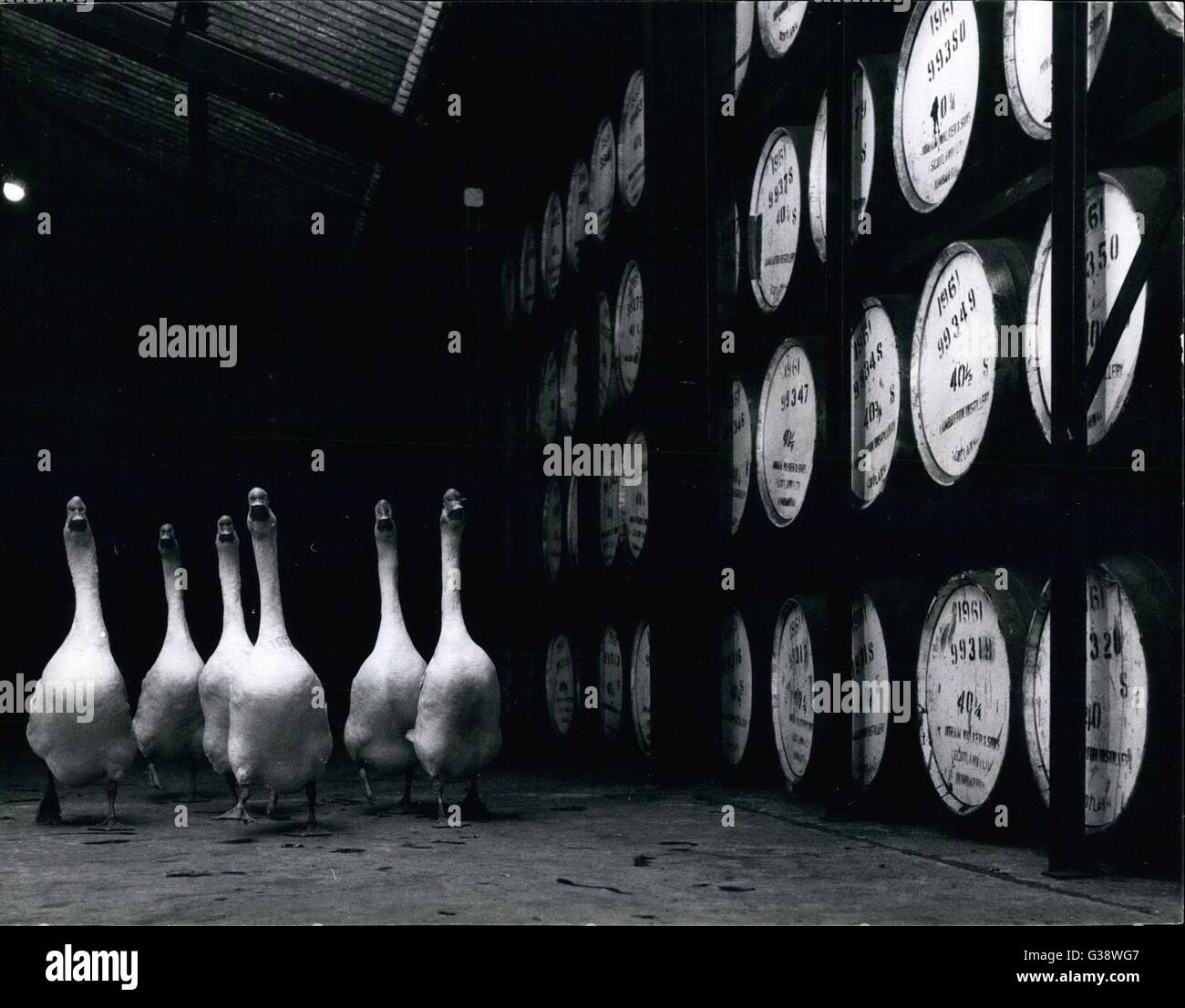 1965 Geese goose cooking oil vat bird © Keystone Pictures USA/ZUMAPRESS