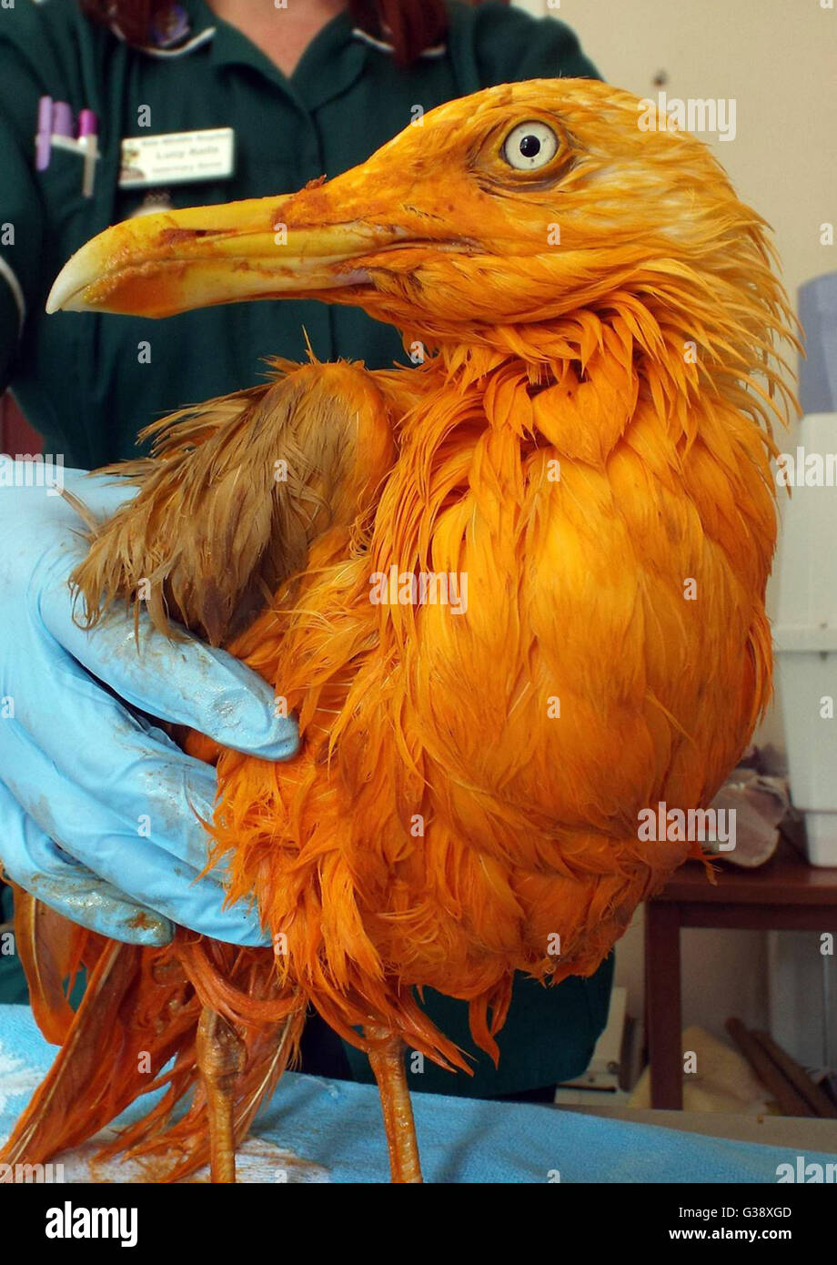 Original pic hires stock photography and images Alamy