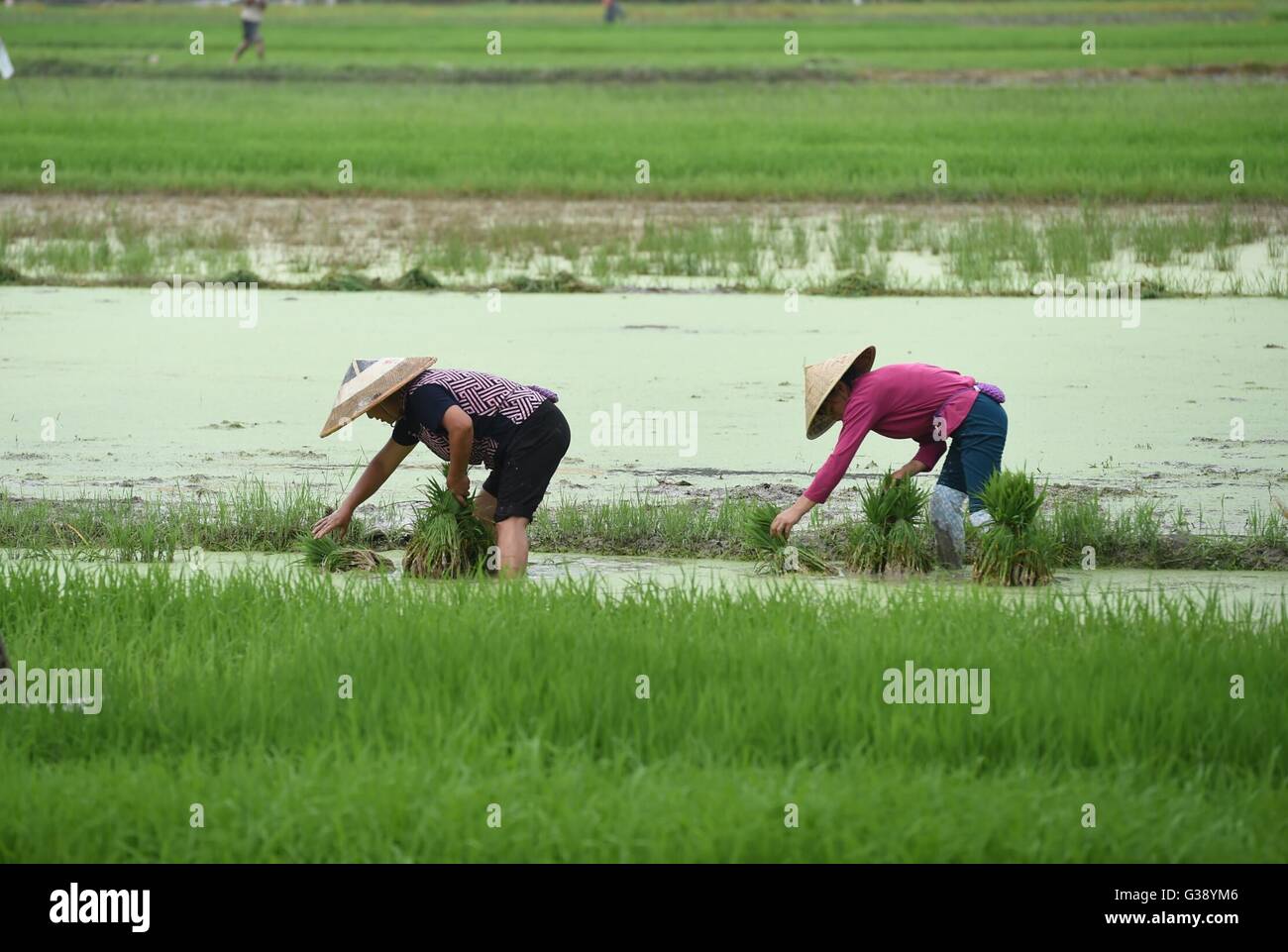 Rice farmers during planting hi-res stock photography and images - Alamy
