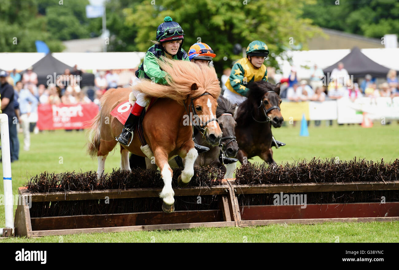 Shetland Pony Jumping Hi res Stock Photography And Images Alamy shetland-pony-jumping-hi-res-stock-photography-and-images-alamy