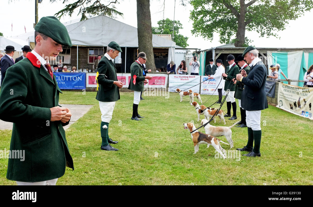 Ardingly, Sussex, UK. 10th June 2016. The hounds are judged at the South of England Show at the Ardingly Showground in Sussex today . This years theme is 'Year of Sheep' and thousands of visitors are expected over the three days  Credit:  Simon Dack/Alamy Live News Stock Photo