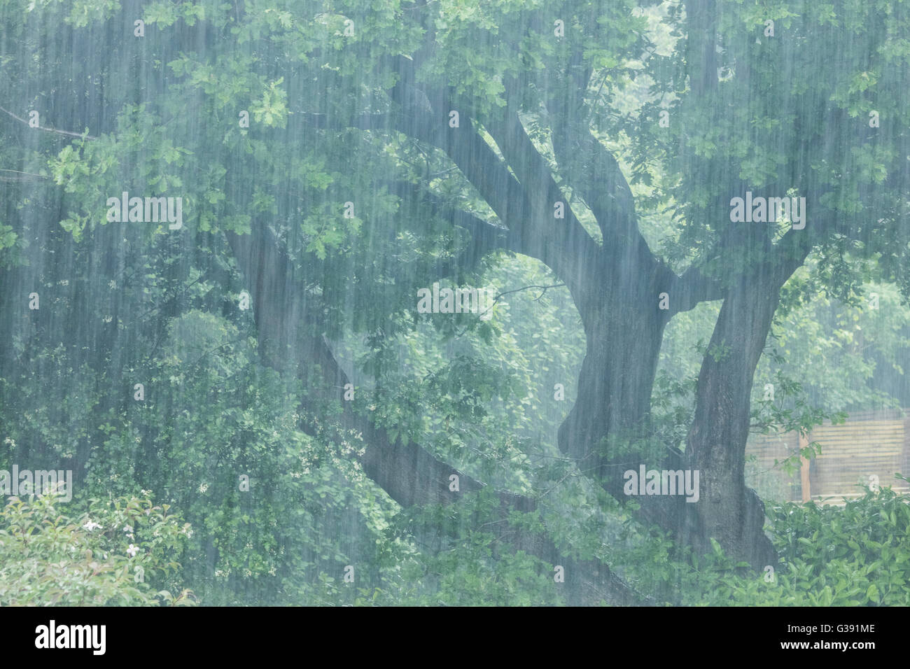 Sheffield, South Yorkshire, UK. 10th June, 2016. UK Weather: Torrential rain streaks past trees and vegetation in Sheffield as South Yorkshire is subjected to heavy downpours. Credit:  Graham Dunn/Alamy Live News Stock Photo