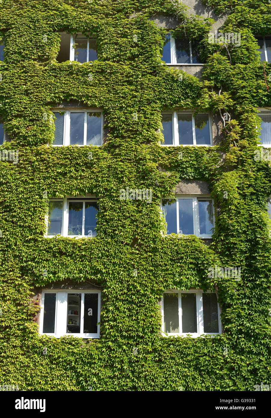 Fassadenbegruenung, Schoeneberg, Berlin, Deutschland / Schöneberg, Fassadenbegrünung Stock Photo