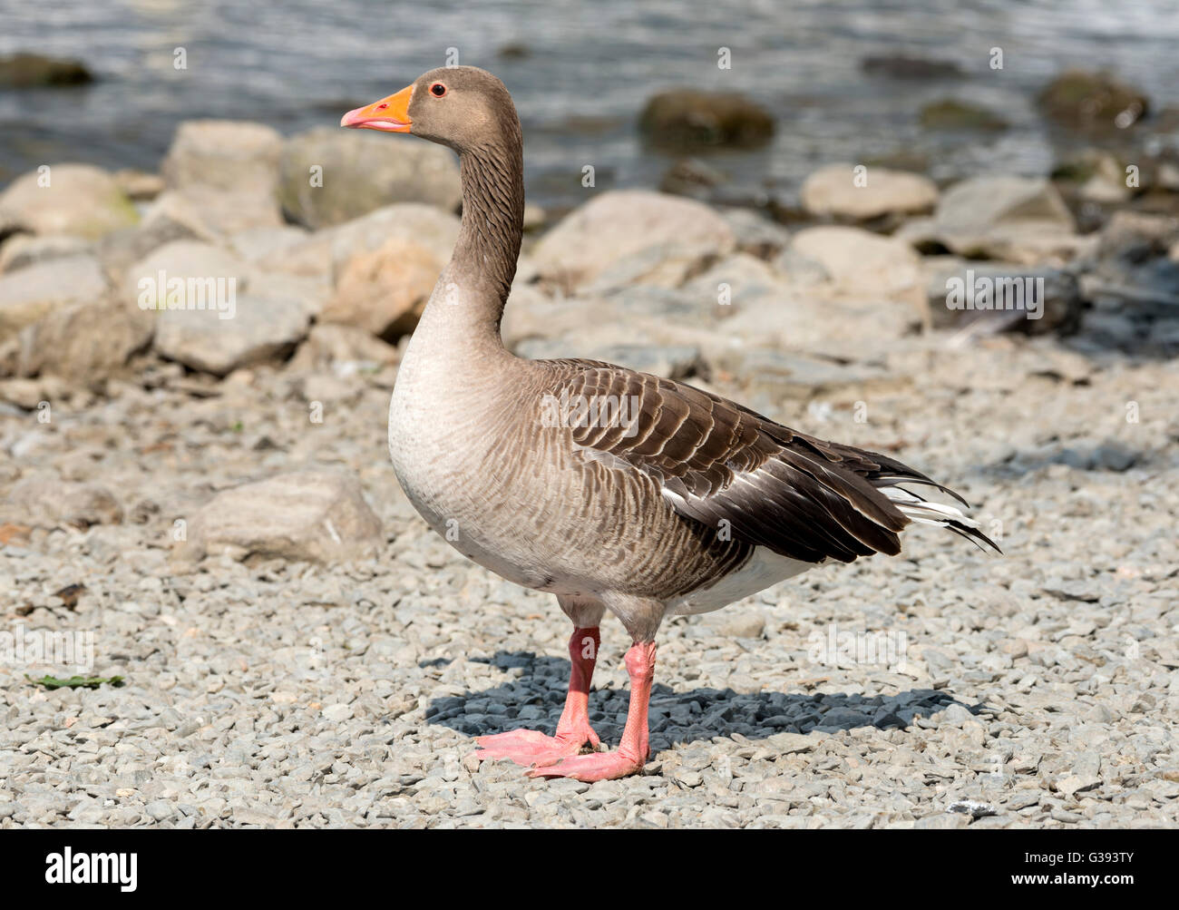 Greylag Goose standing on a shingle beach on a sunny day Stock Photo