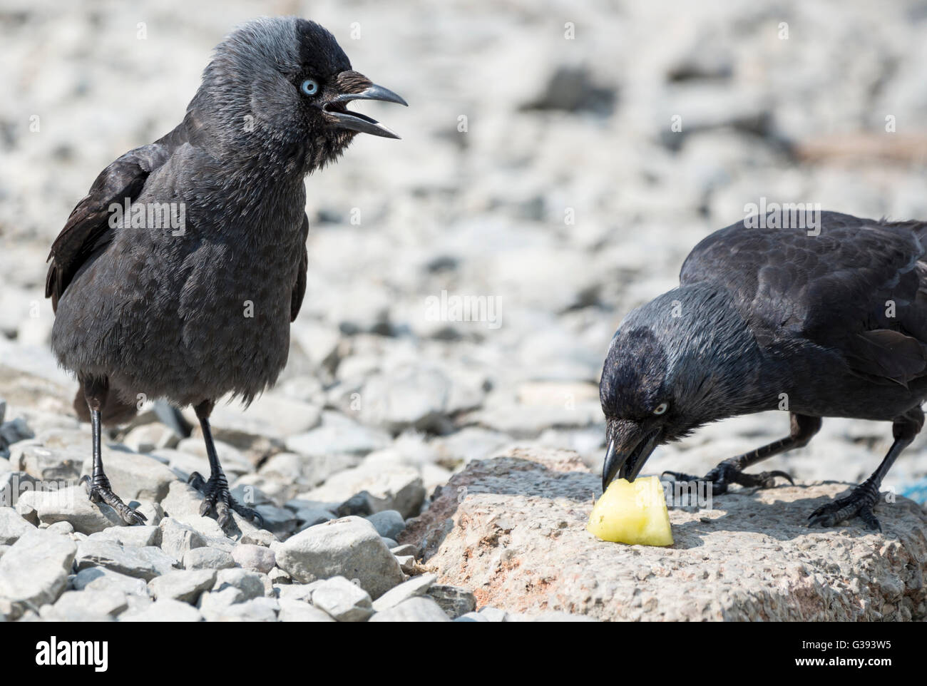 Two jackdaw birds fighting over a chunk of pineapple Stock Photo