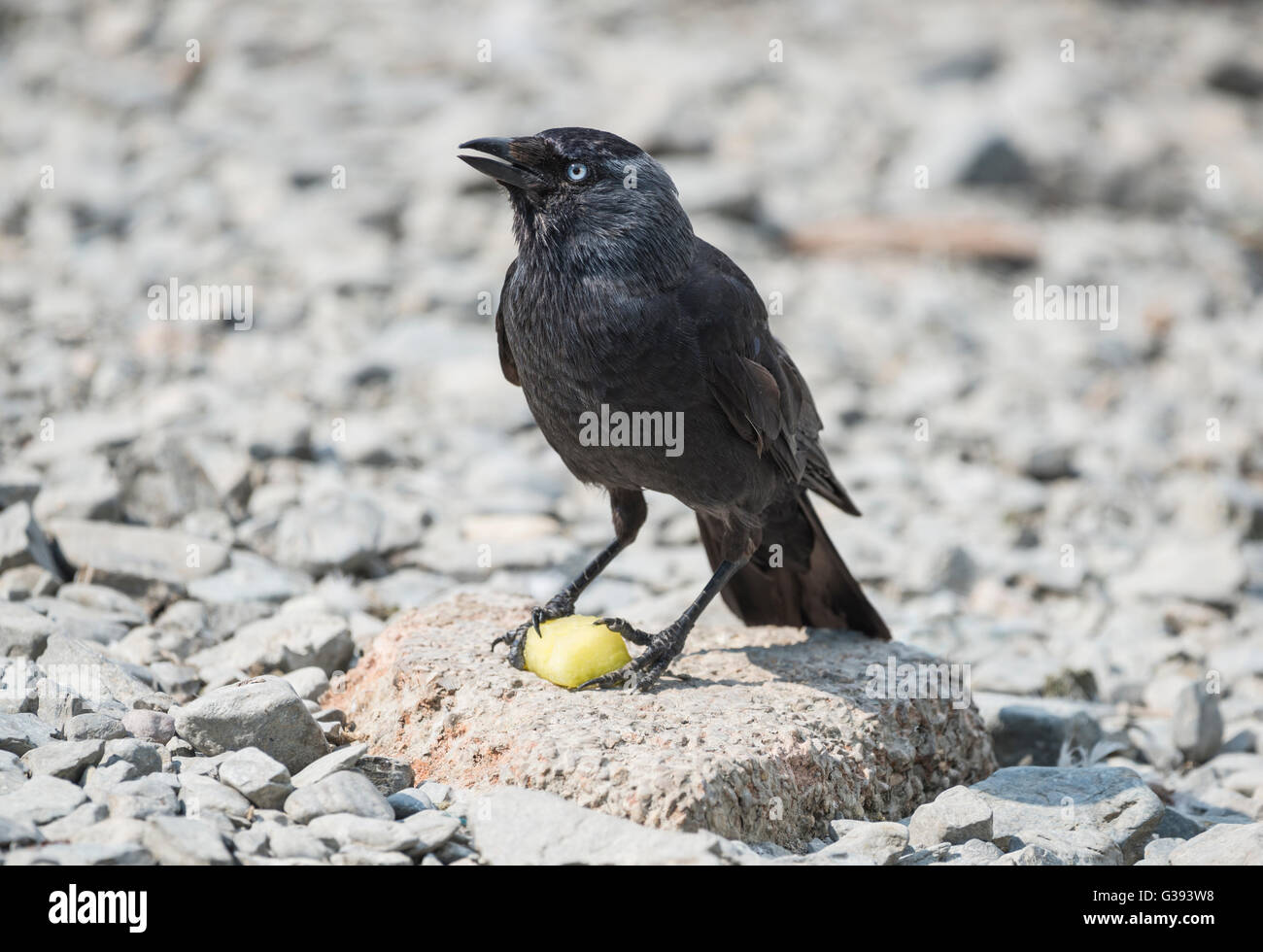 Jackdaw perched on a rock with a piece of fruit Stock Photo