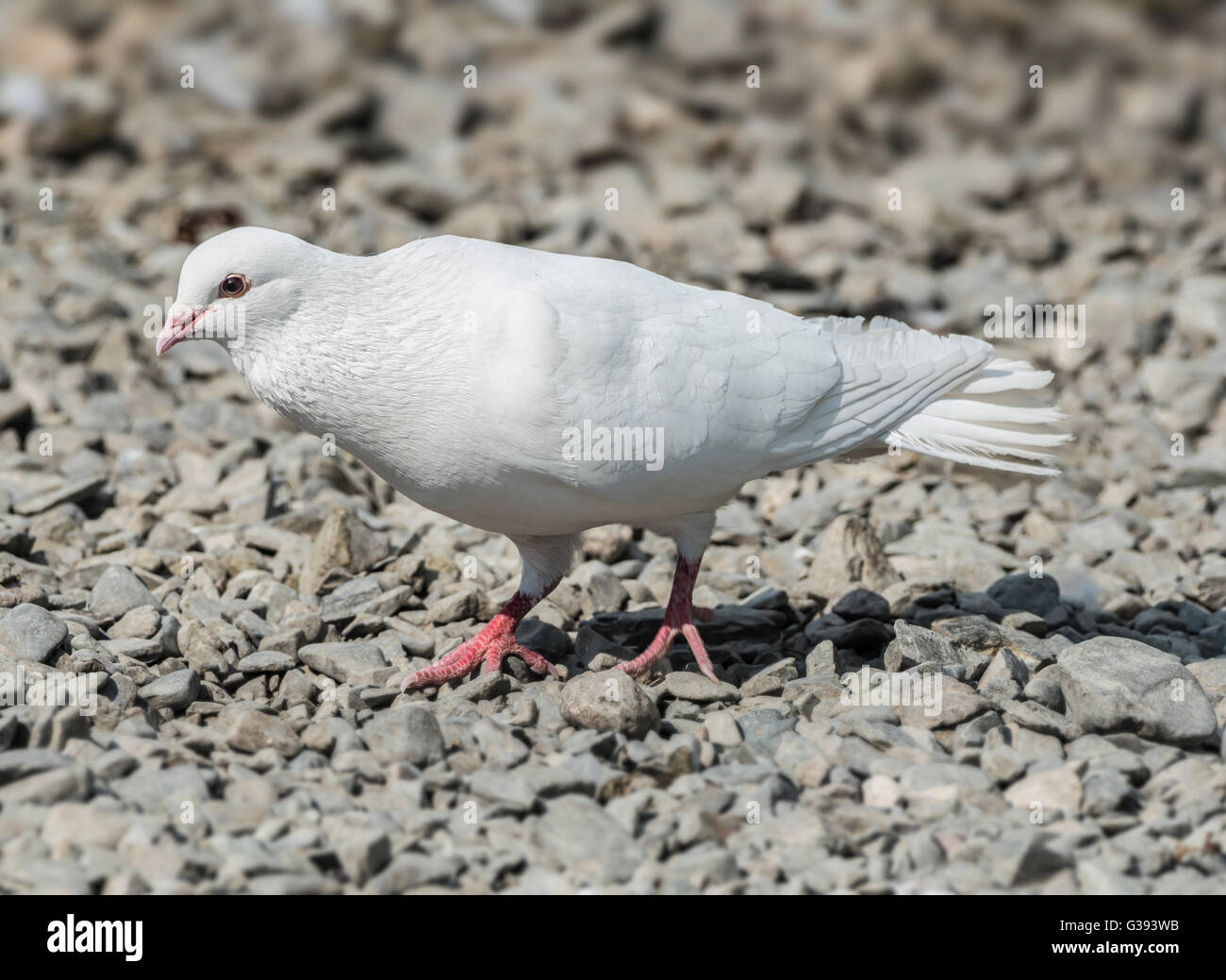 Release dove searching for food on a shingle beach Stock Photo