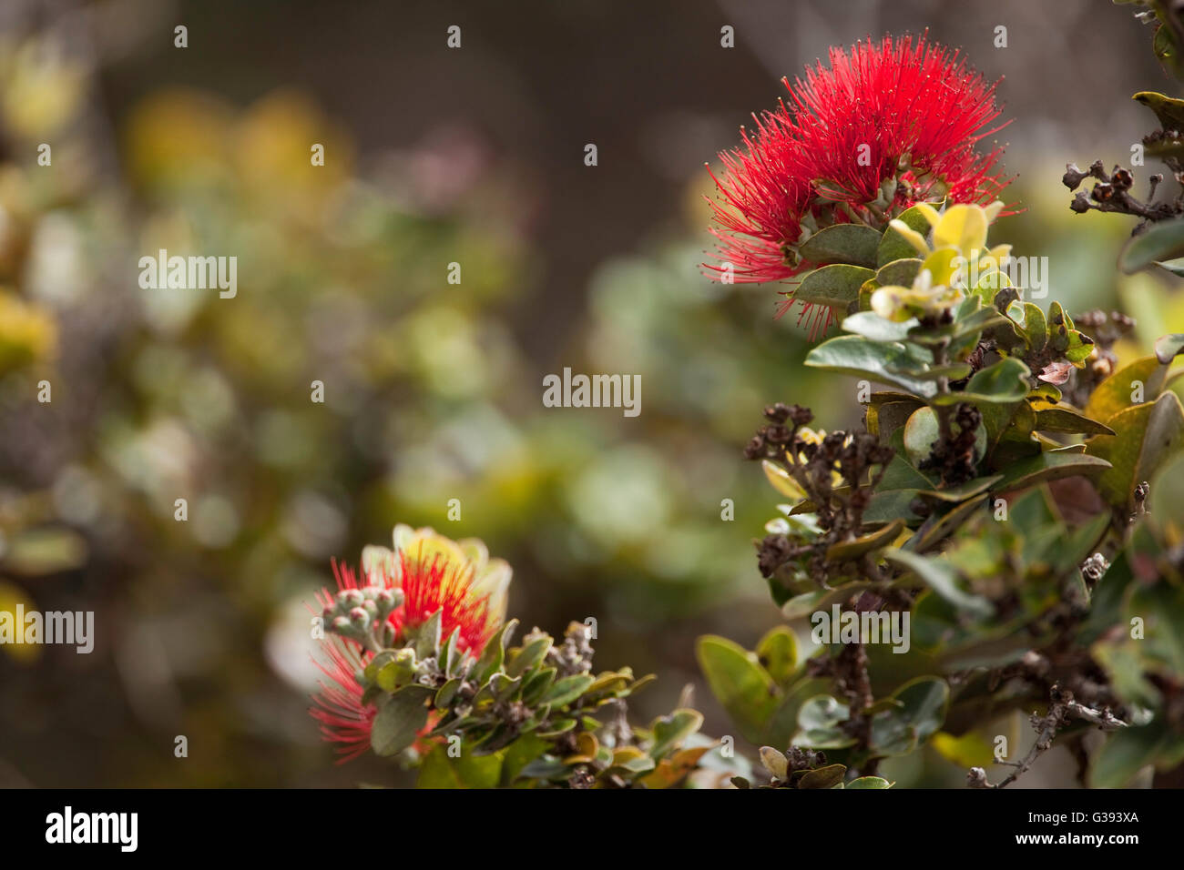 Ohia lehua blossom hi-res stock photography and images - Alamy