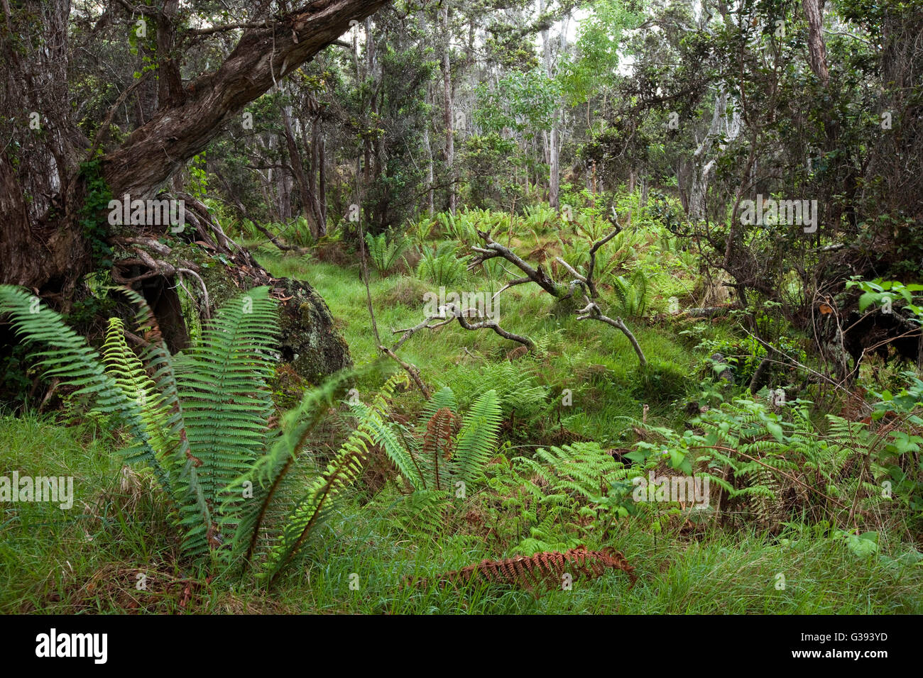 The Nature Conservancy, Kona Hema Preserve, Honomalino, South Kona