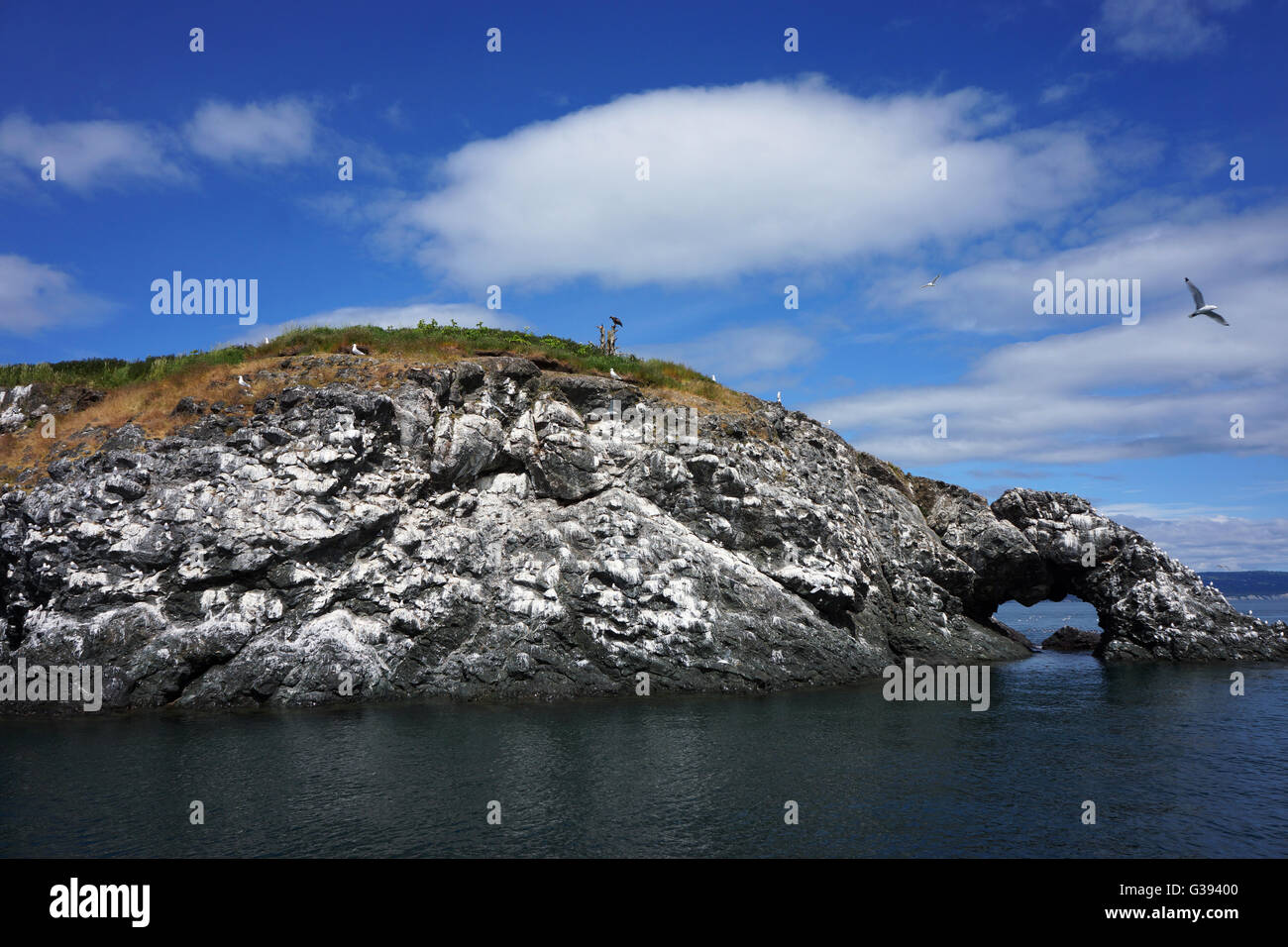 'Gull Rock' bird rookery with arch, Kachemak Bay, Kenai Peninsula, Alaska Stock Photo