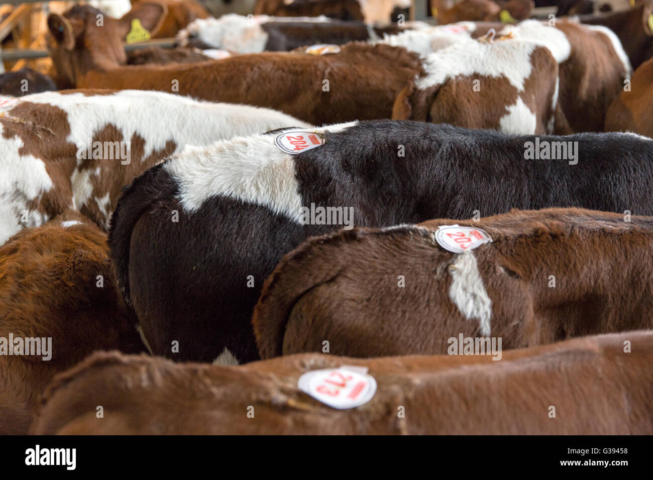 Rumps of cattle waiting to be bought in livestock market.rump, cow ...