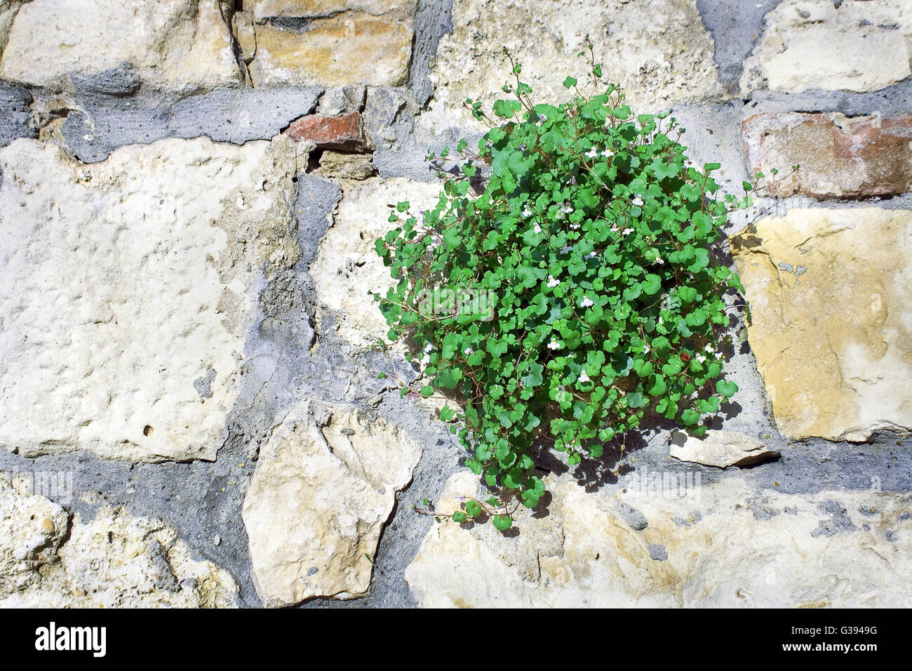 Leaves and flowers on stone wall as background Stock Photo