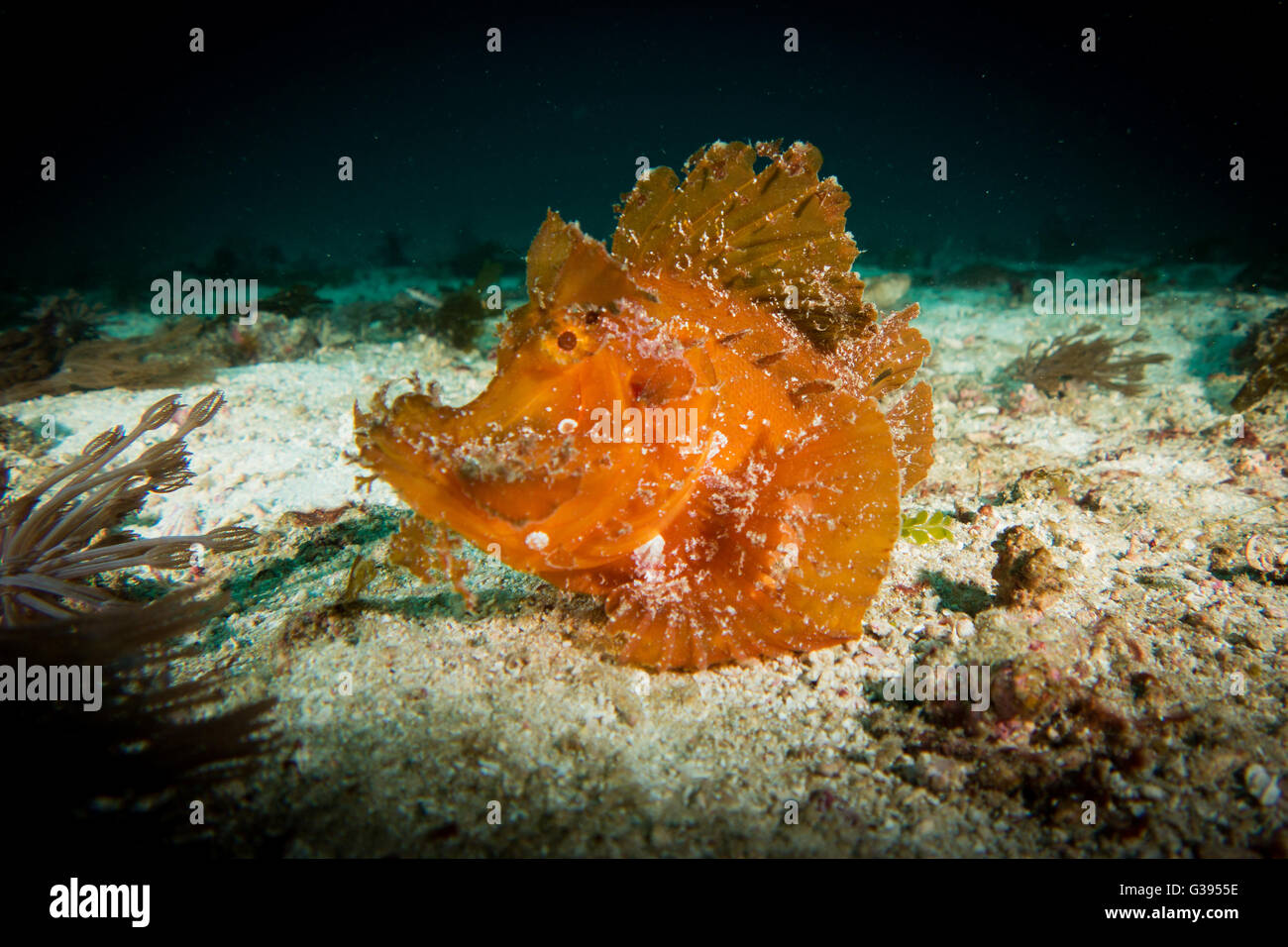 A bright orange Rhinopias frondosa or Weedy Scorpion fish sits on the sand and displays his venomous spines. Stock Photo